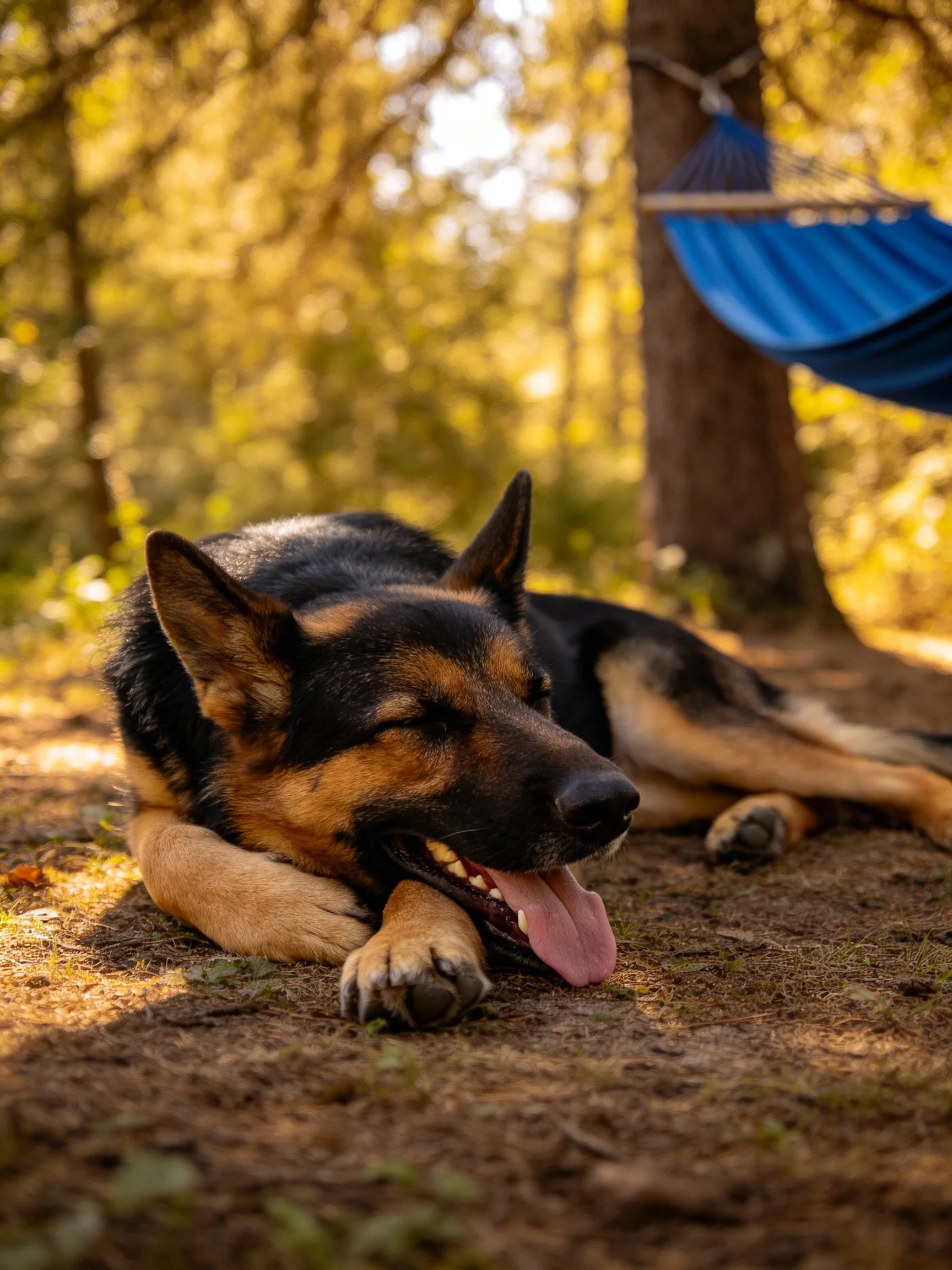 A German Shepherd rests near a blue hammock in a sun-dappled forest