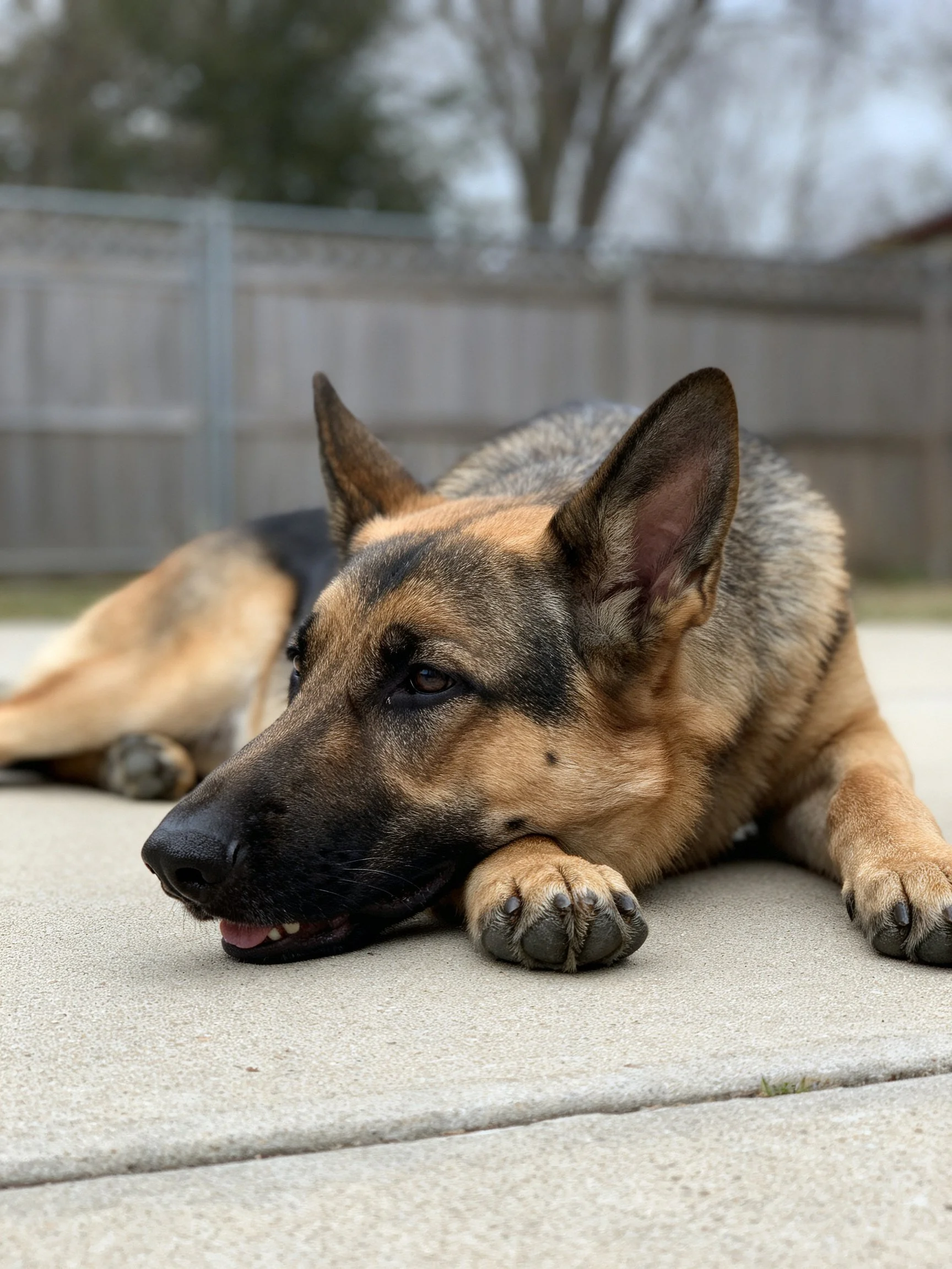 A German Shepherd rests on a concrete patio near a wooden fence