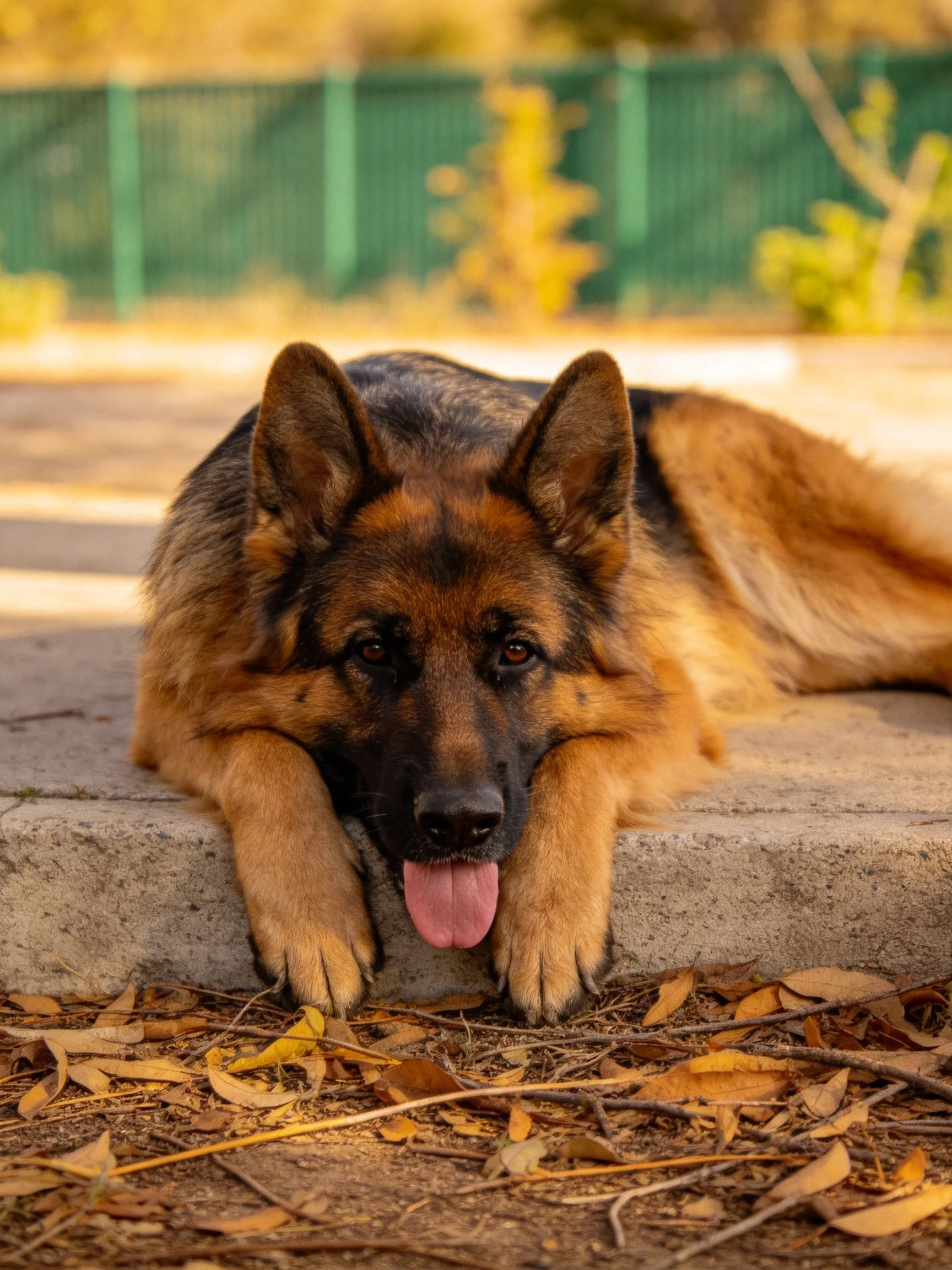 A German Shepherd rests on concrete near autumn leaves
