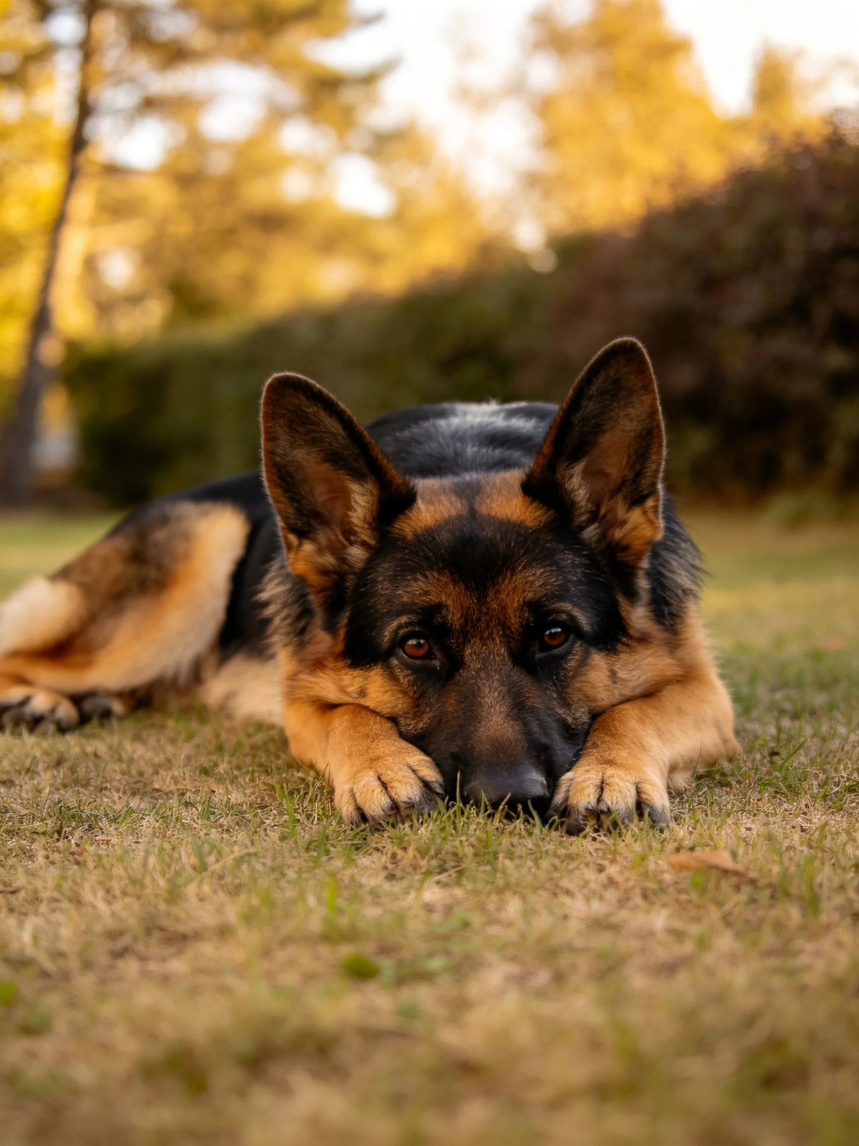 A German Shepherd relaxes on grass in a sunlit outdoor environment.
