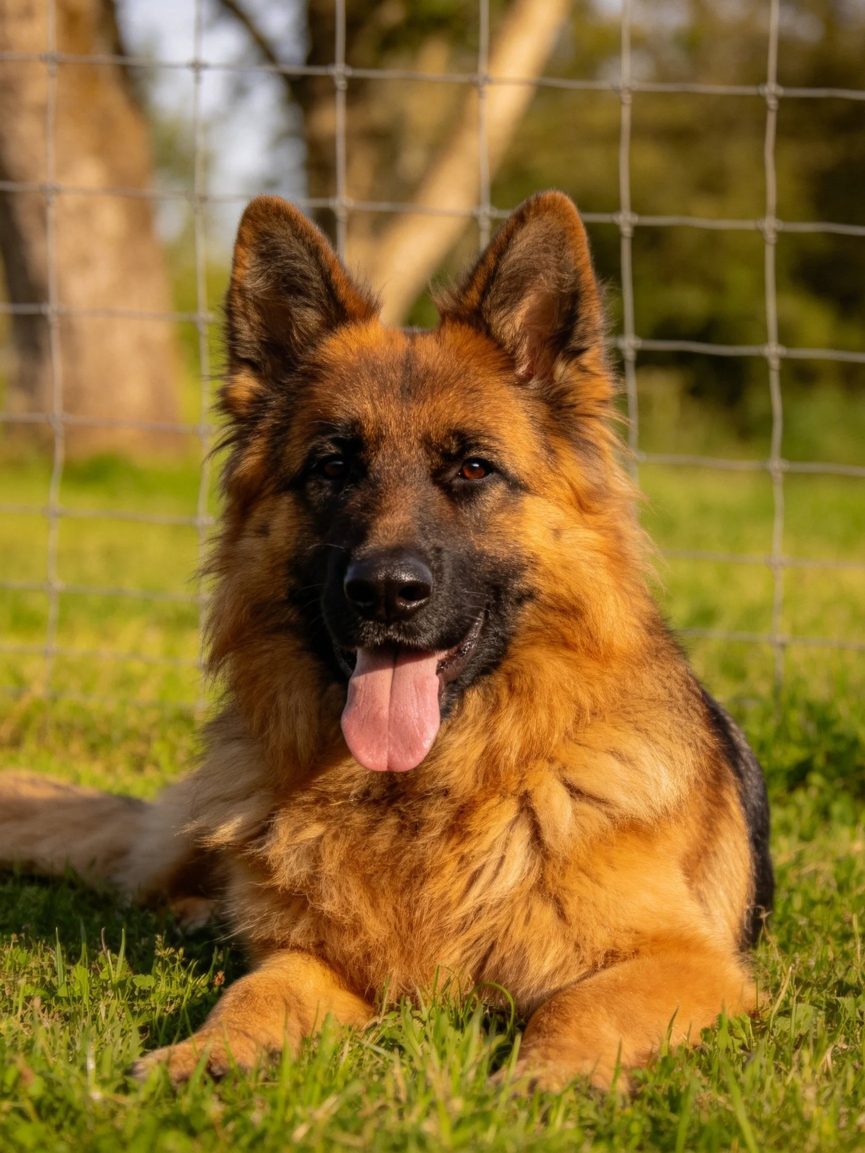 A German Shepherd relaxes on grass beside a wire fence in an outdoor area.