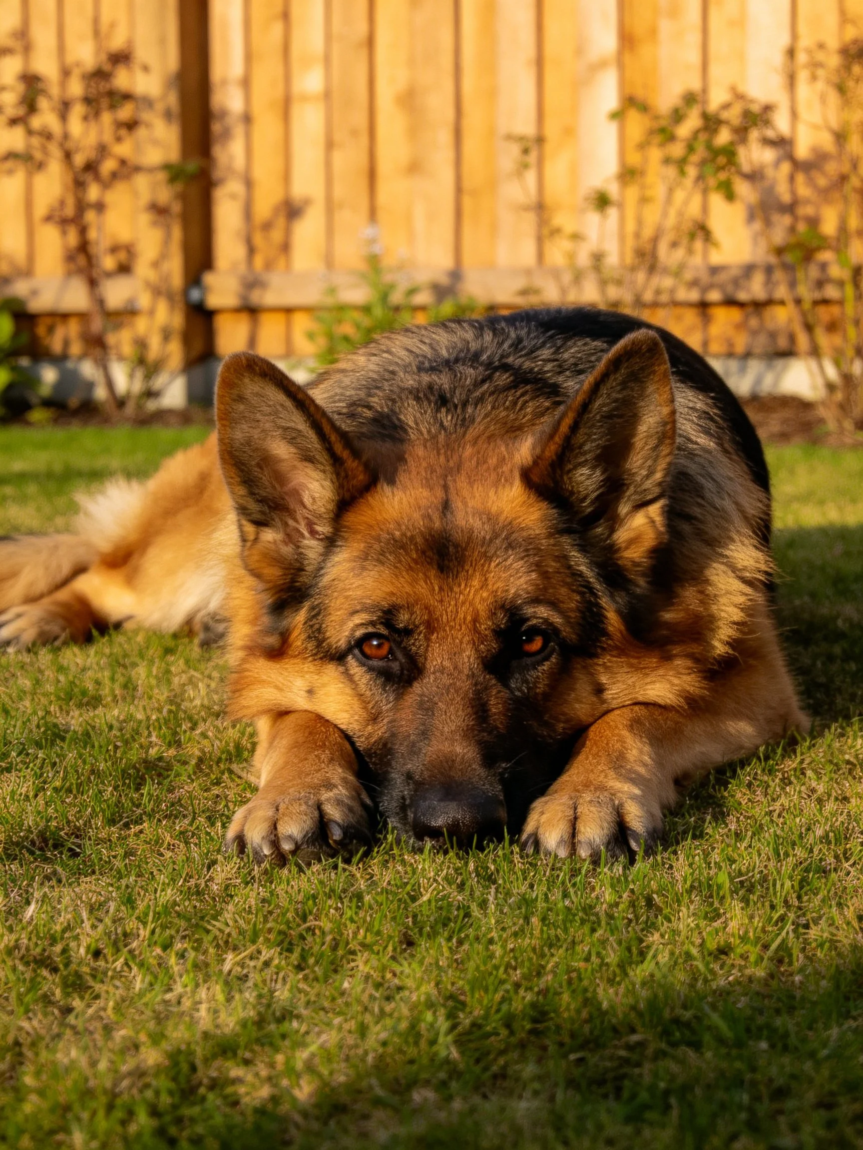A German Shepherd lies on grass in front of a wooden fence.