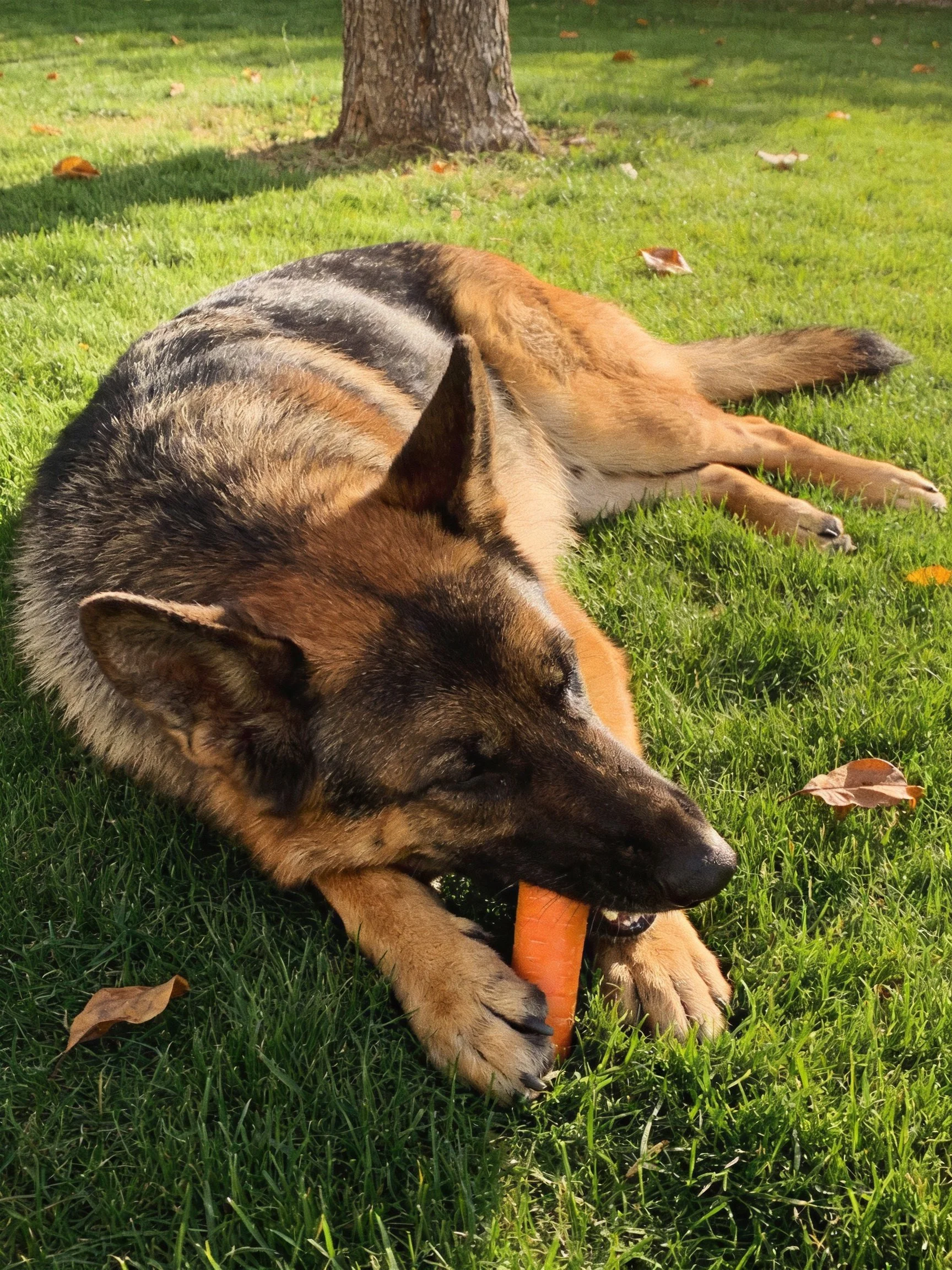 A German Shepherd relaxes on grass while holding a carrot neara tree.