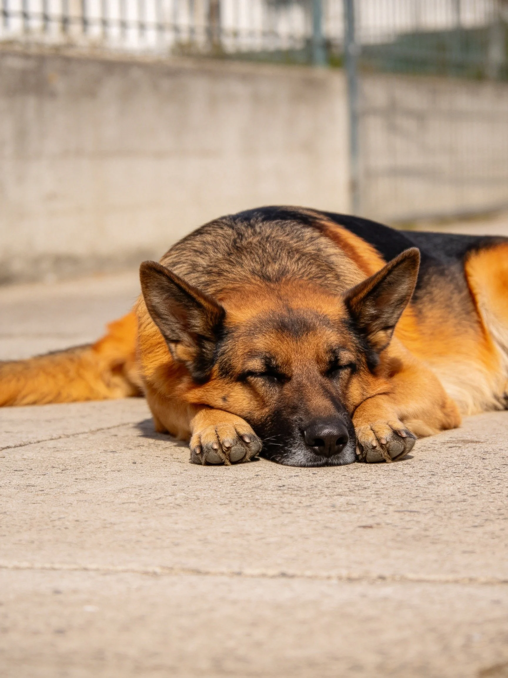 A German Shepherd sleeps on concrete pavement outdoors.