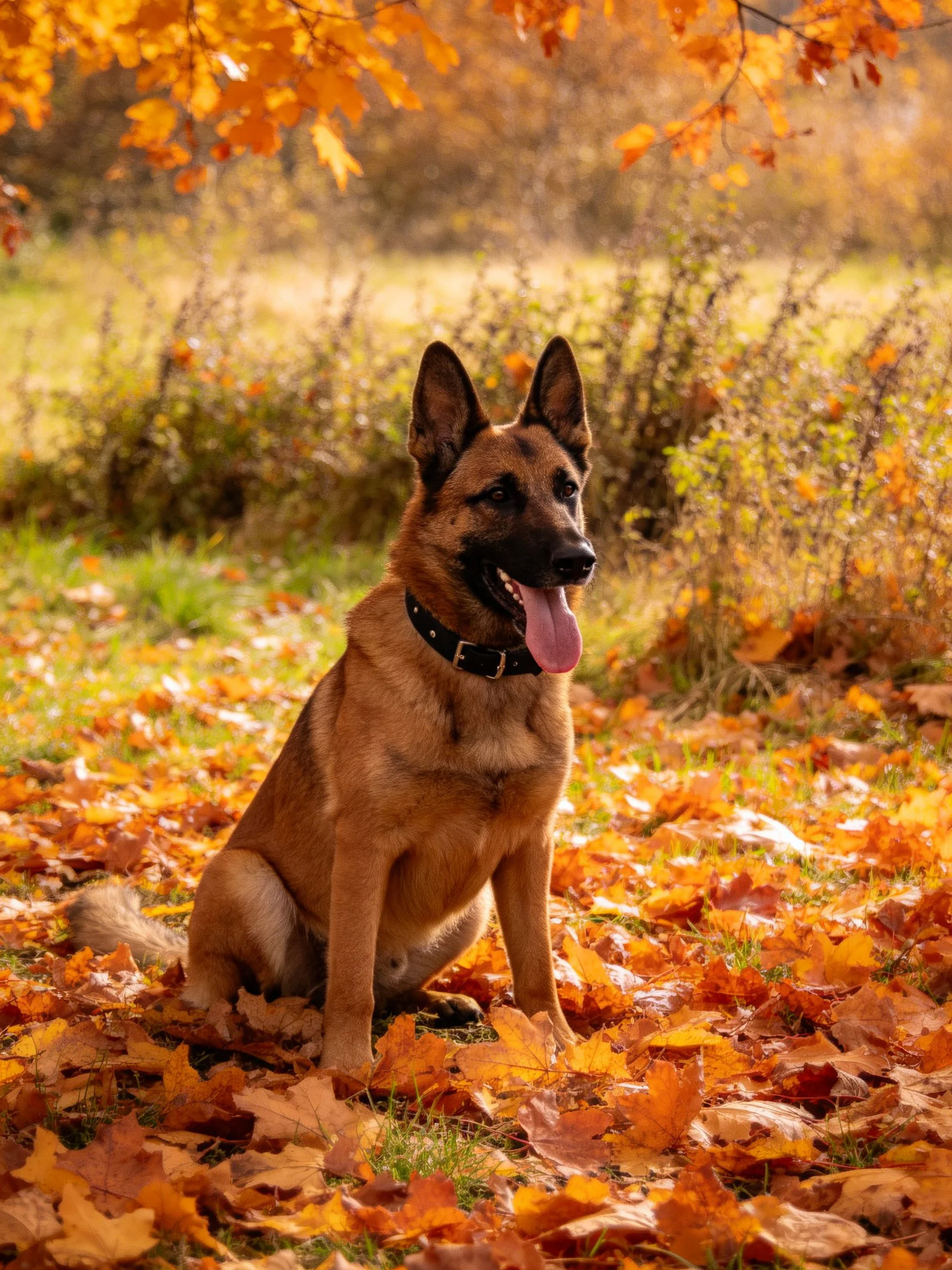 A German Shepherd rests among colorful fallen leaves in a sunlit outdoor setting.