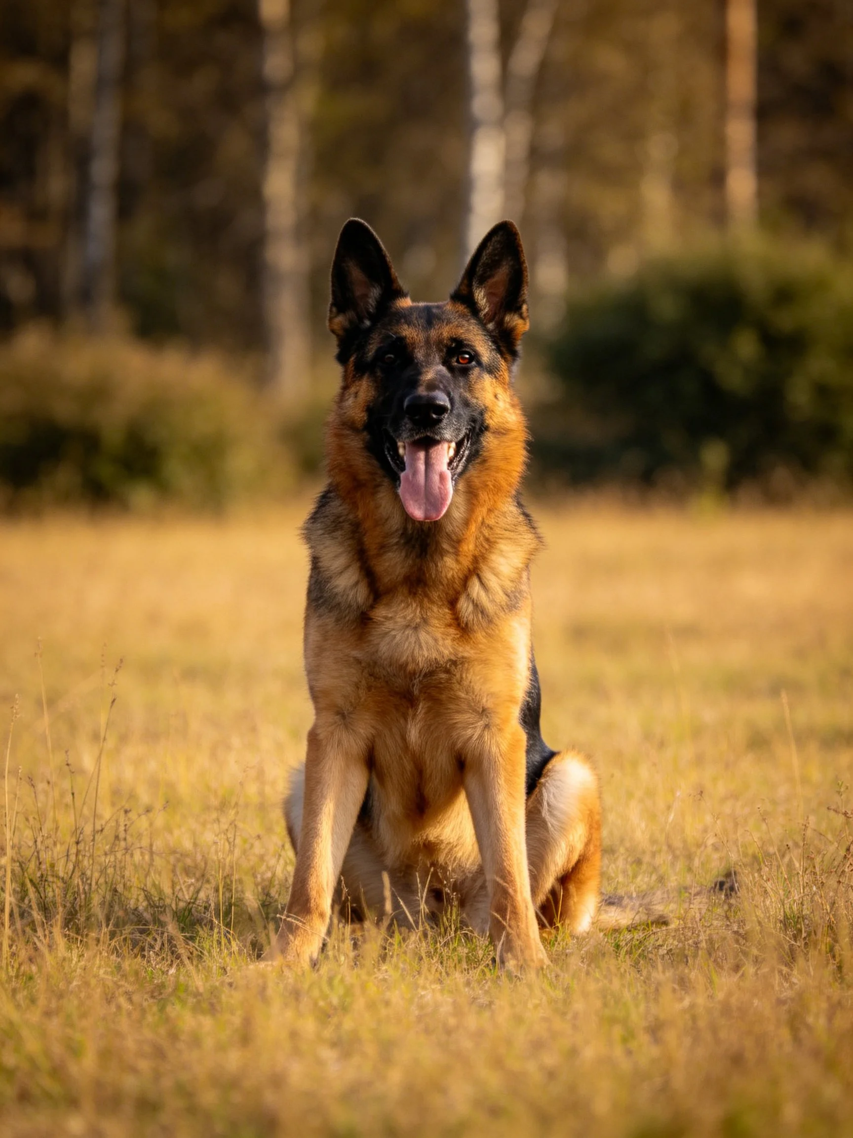 A German Shepherd sits calmly in a sunlit field with trees in the distance.