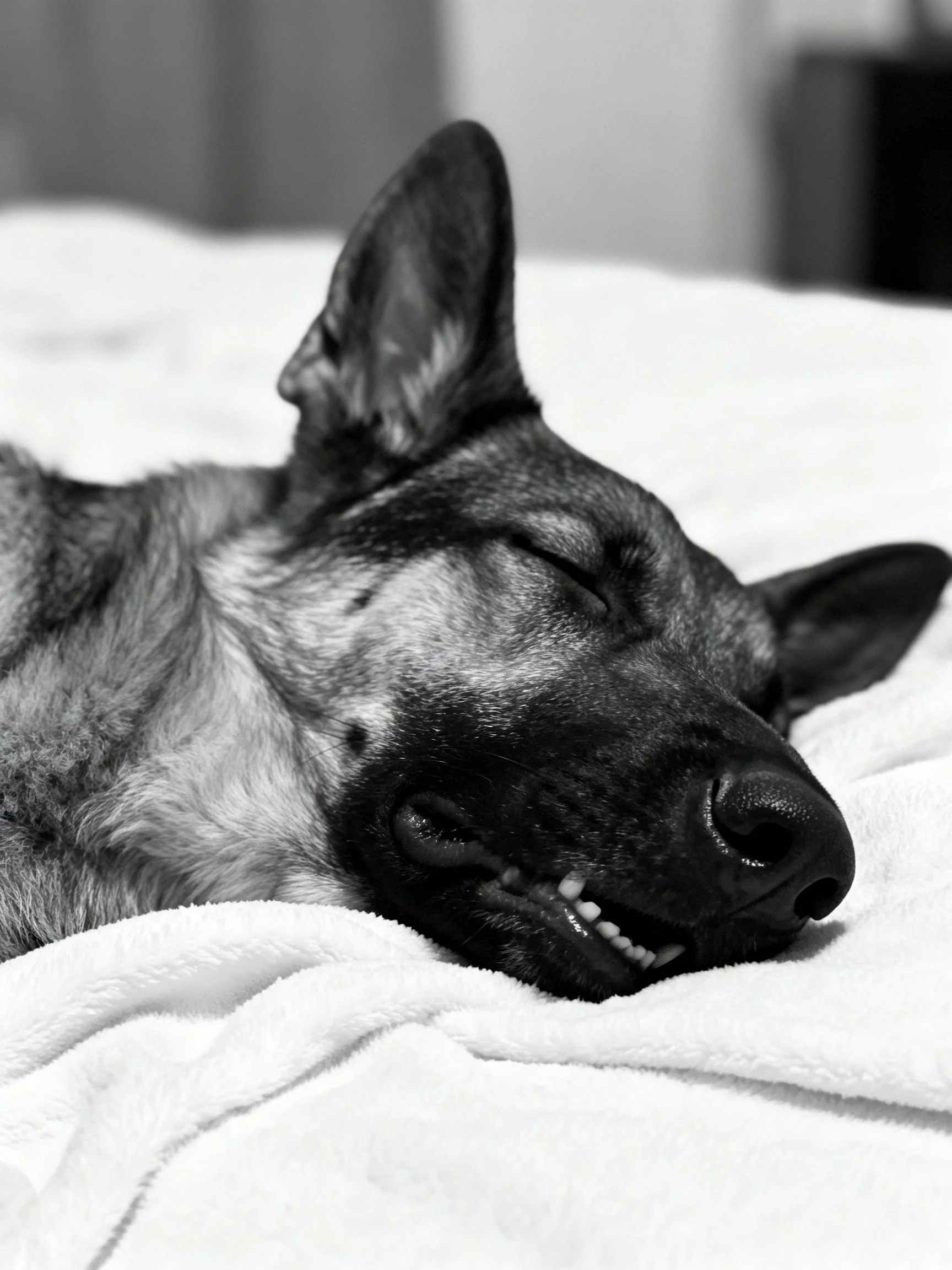 A German Shepherd sleeps contentedly on a plush white towel in grayscale