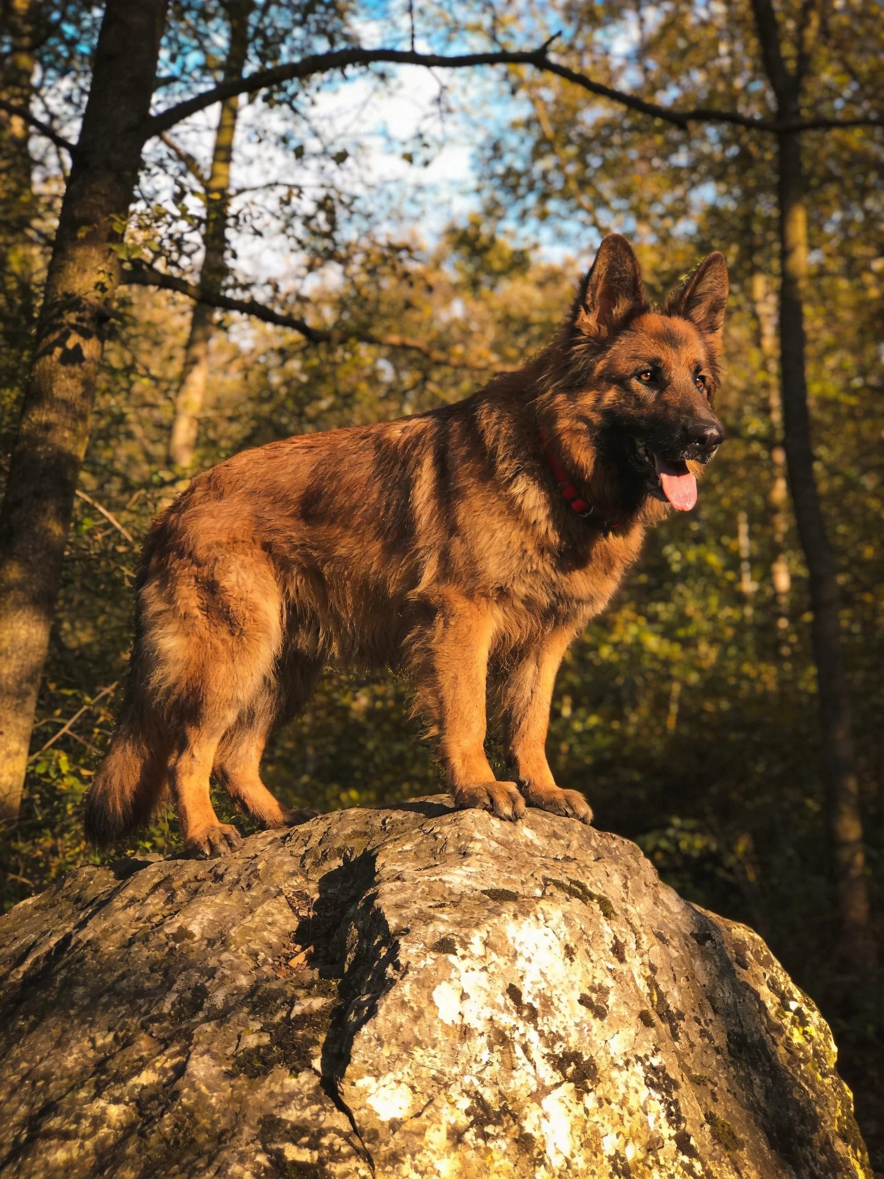 A German Shepherd stands confidently on a large rock amidst a sunlit woodland setting.