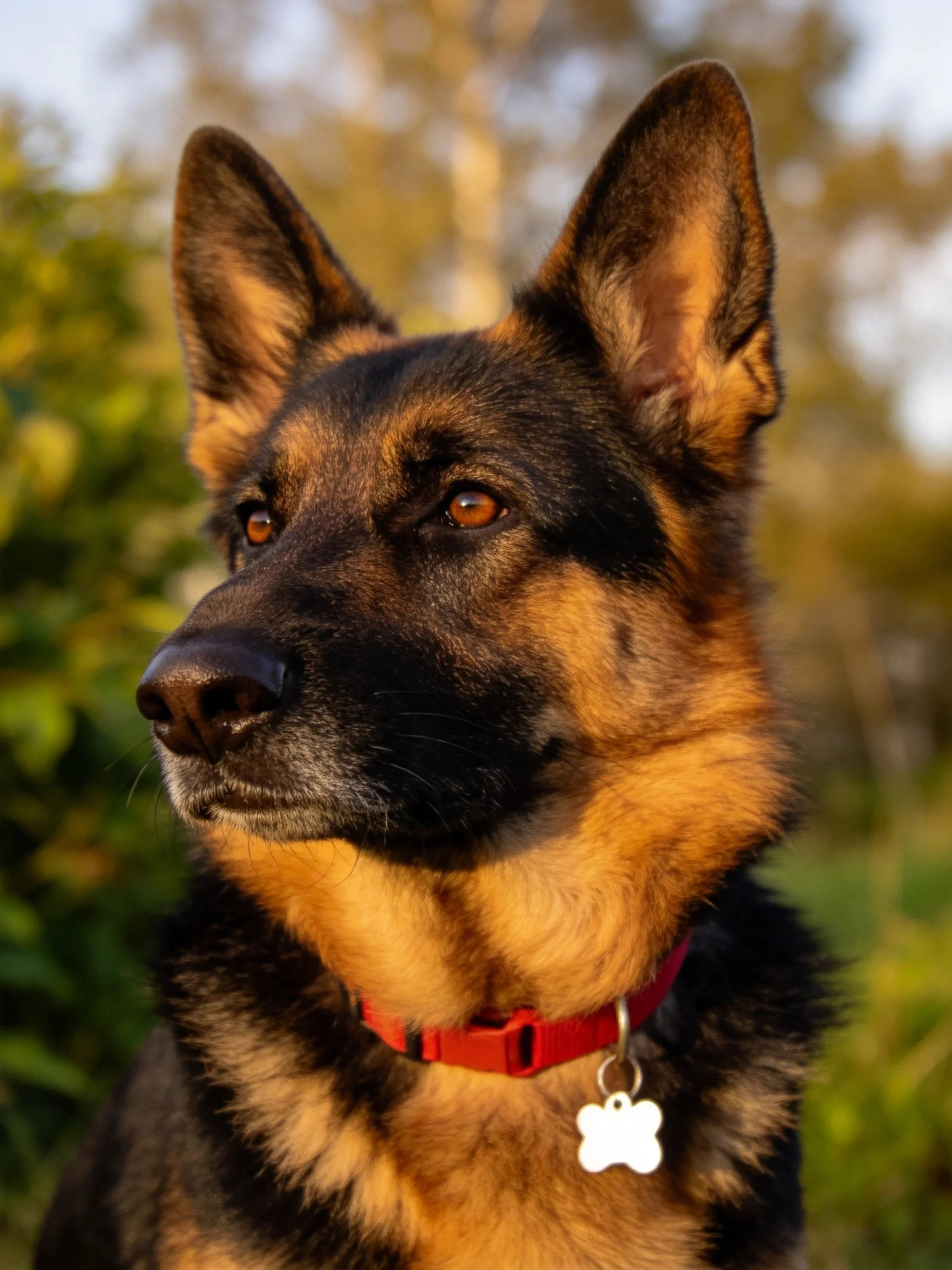 A German Shepherd with a red collar standsoutdoors in a sunlit setting.