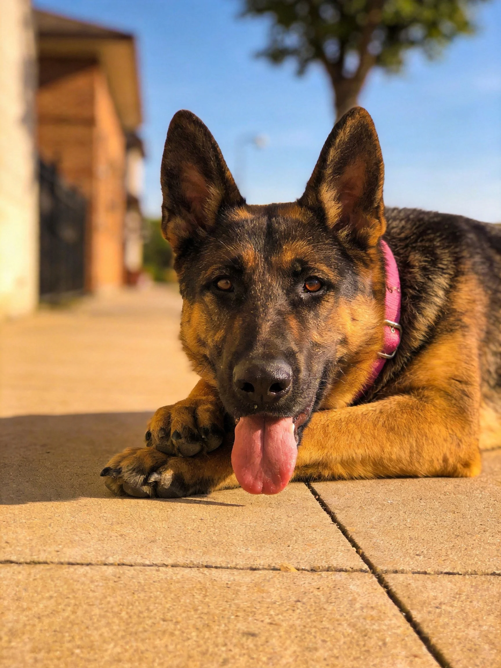 A German Shepherd rests on pavement under sunny conditions.