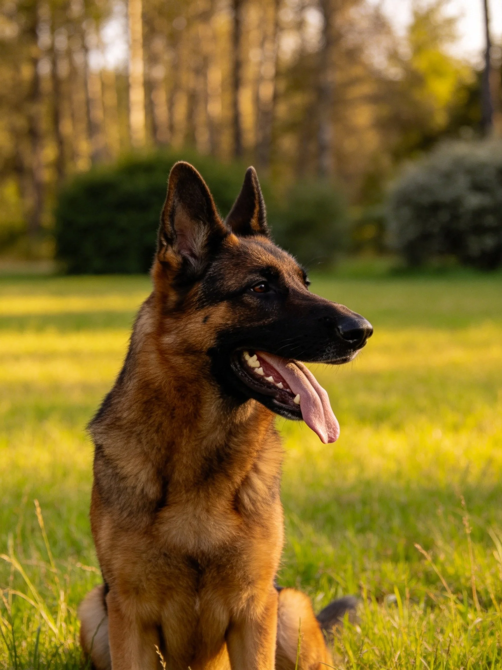 A German Shepherd sits calmly on grass with a wooded area behind it.