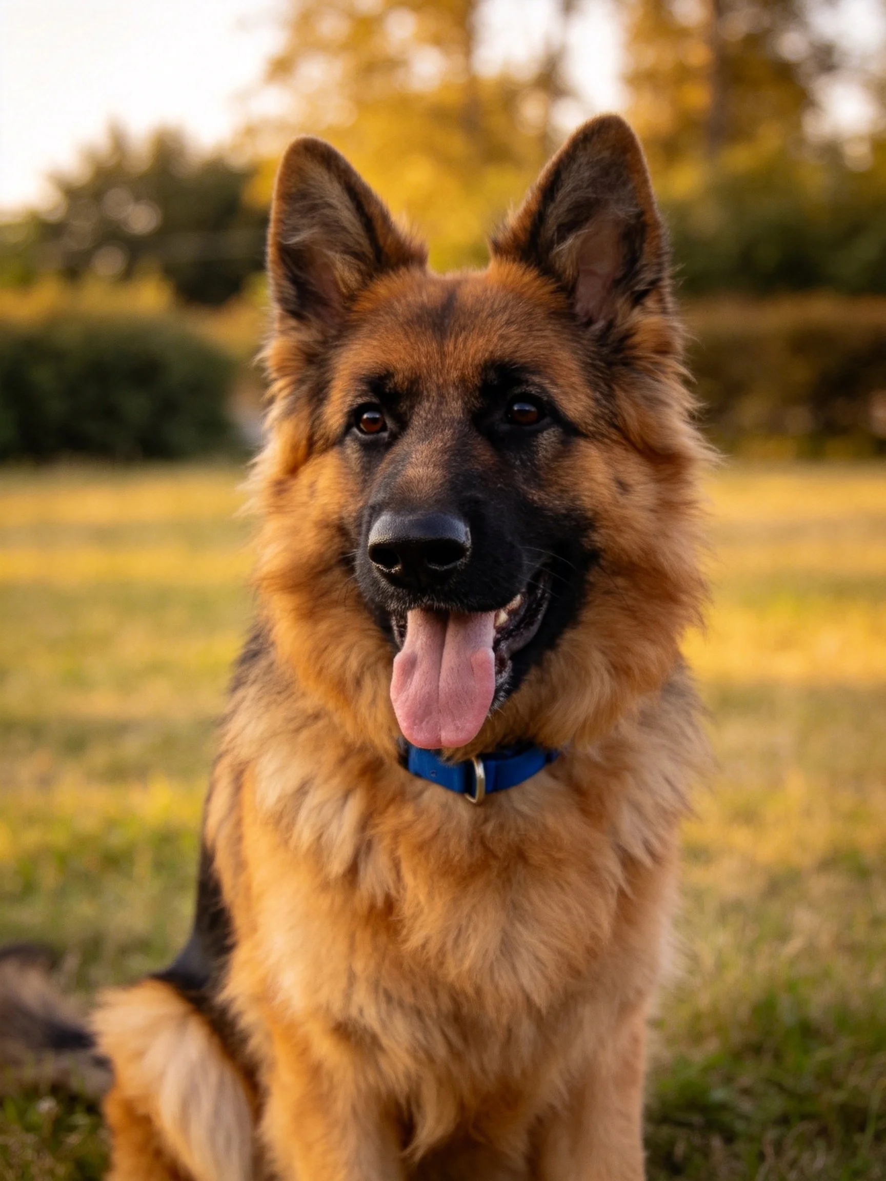 A German Shepherd sits contentedly in a sunlit outdoor field