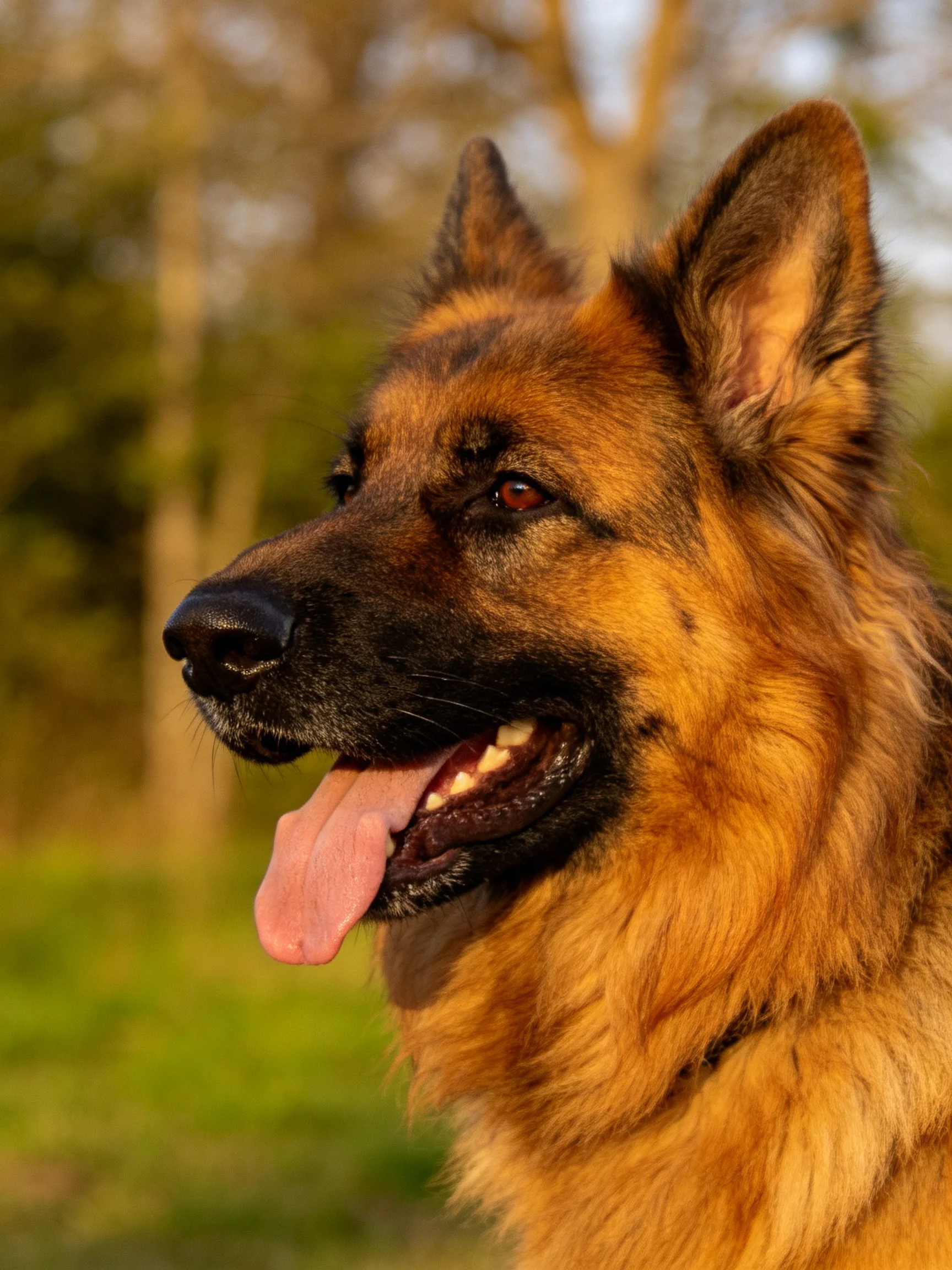 A German Shepherd with golden-brown and black fur in an outdoor setting
