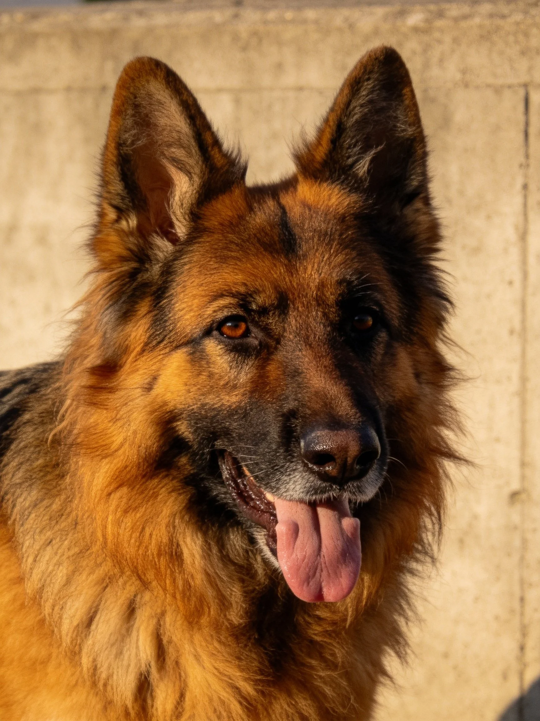 A German Shepherd with distinct facial features stands near a concrete wall.