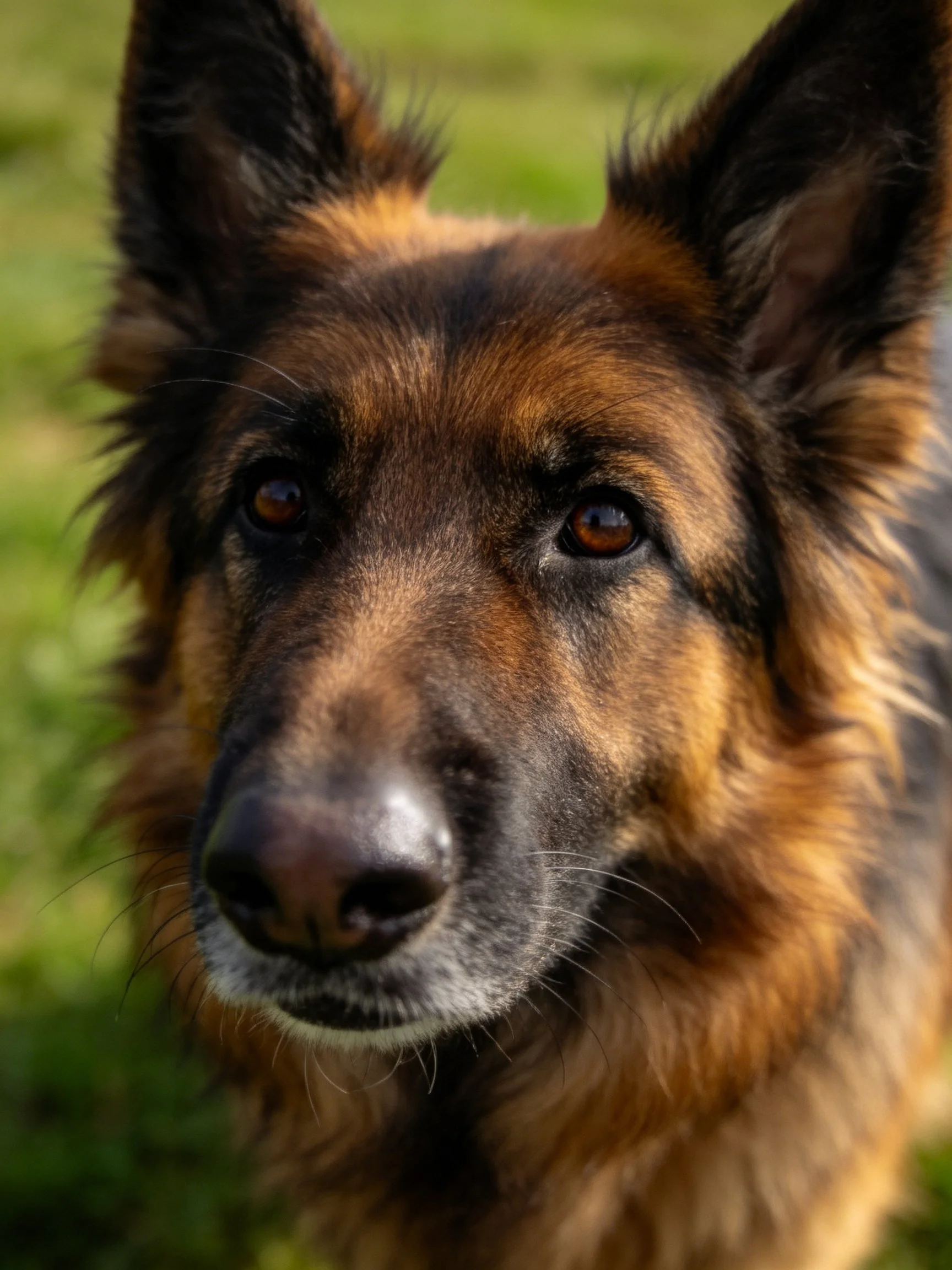 A German Shepherd with rich brown and black fur, alert gaze