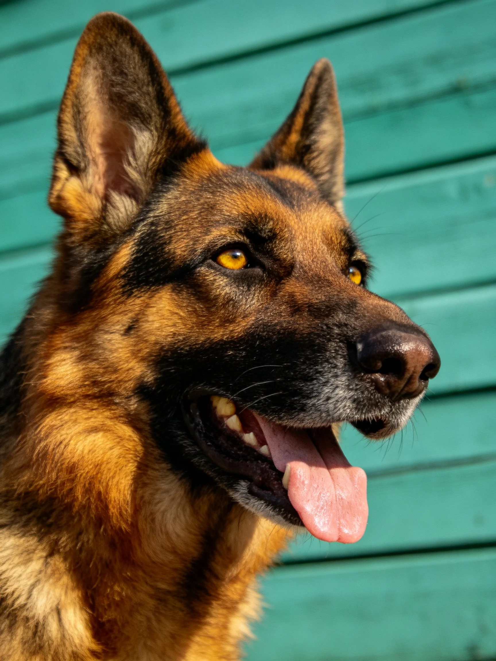 A German Shepherd with tan and black fur stands before turquoise wooden planks.