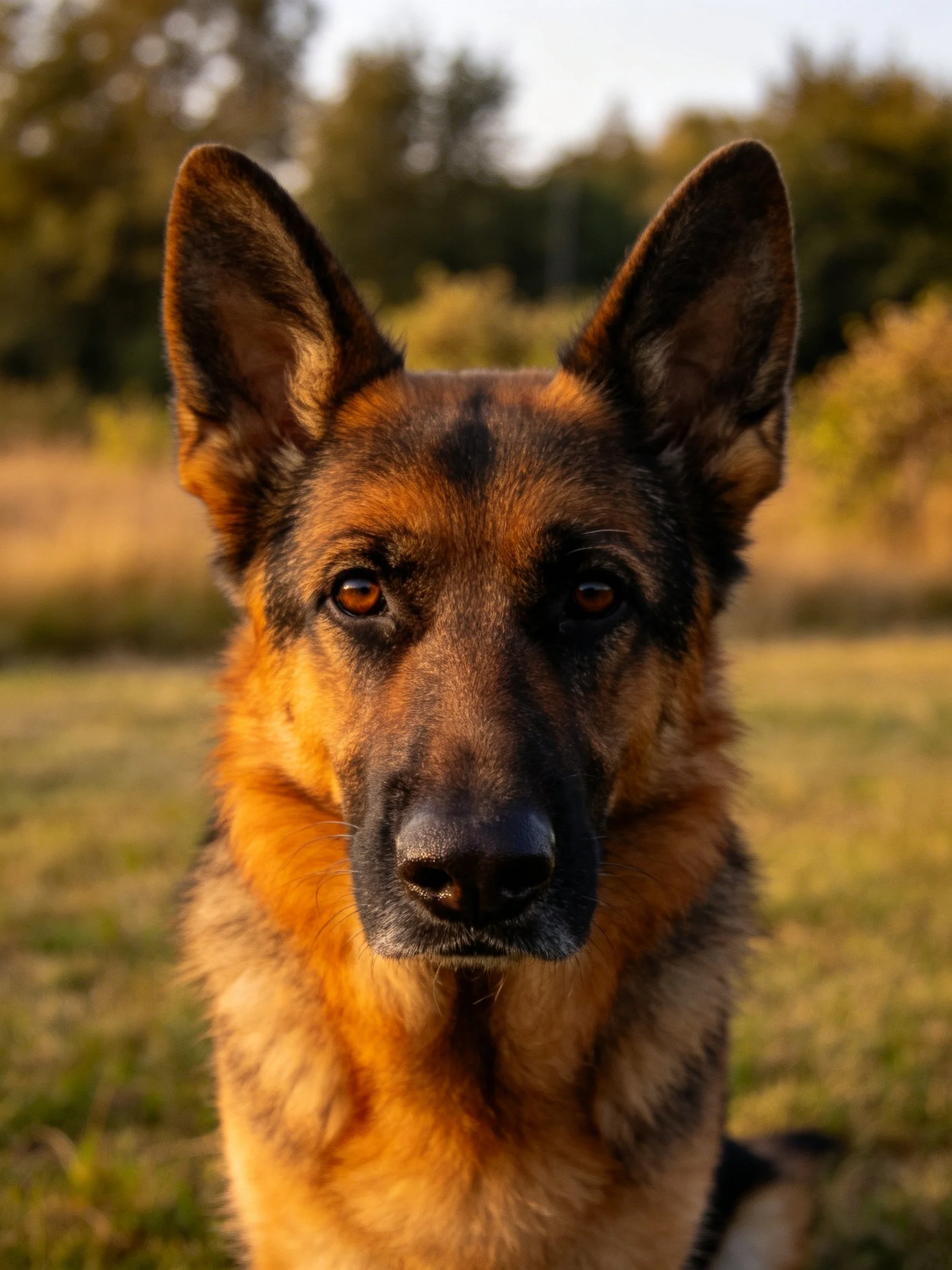 A German Shepherd stands alert in a sunlit outdoor field with blurred natural surroundings.