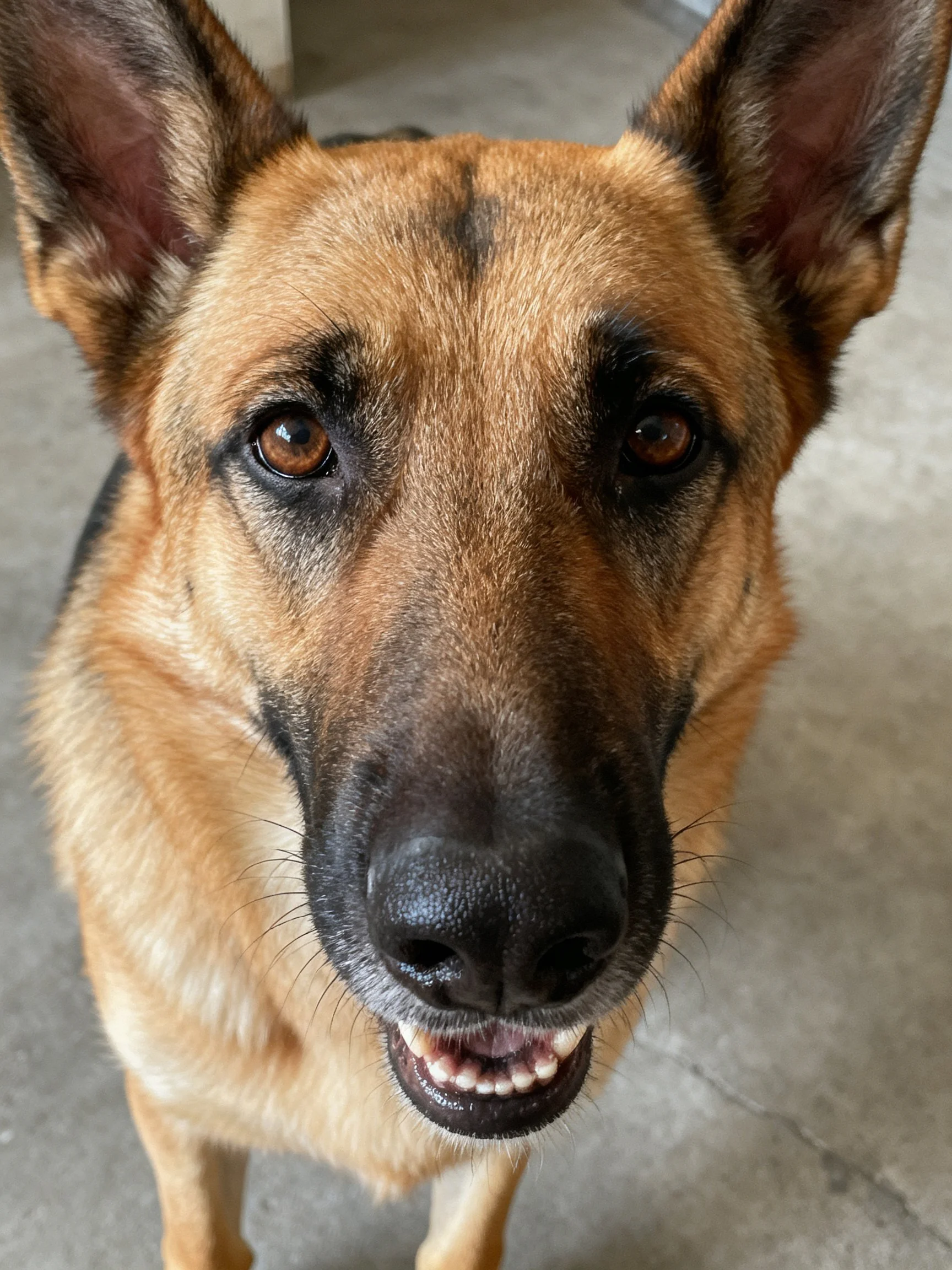 A German Shepherd dog gazes upward with alert expression.