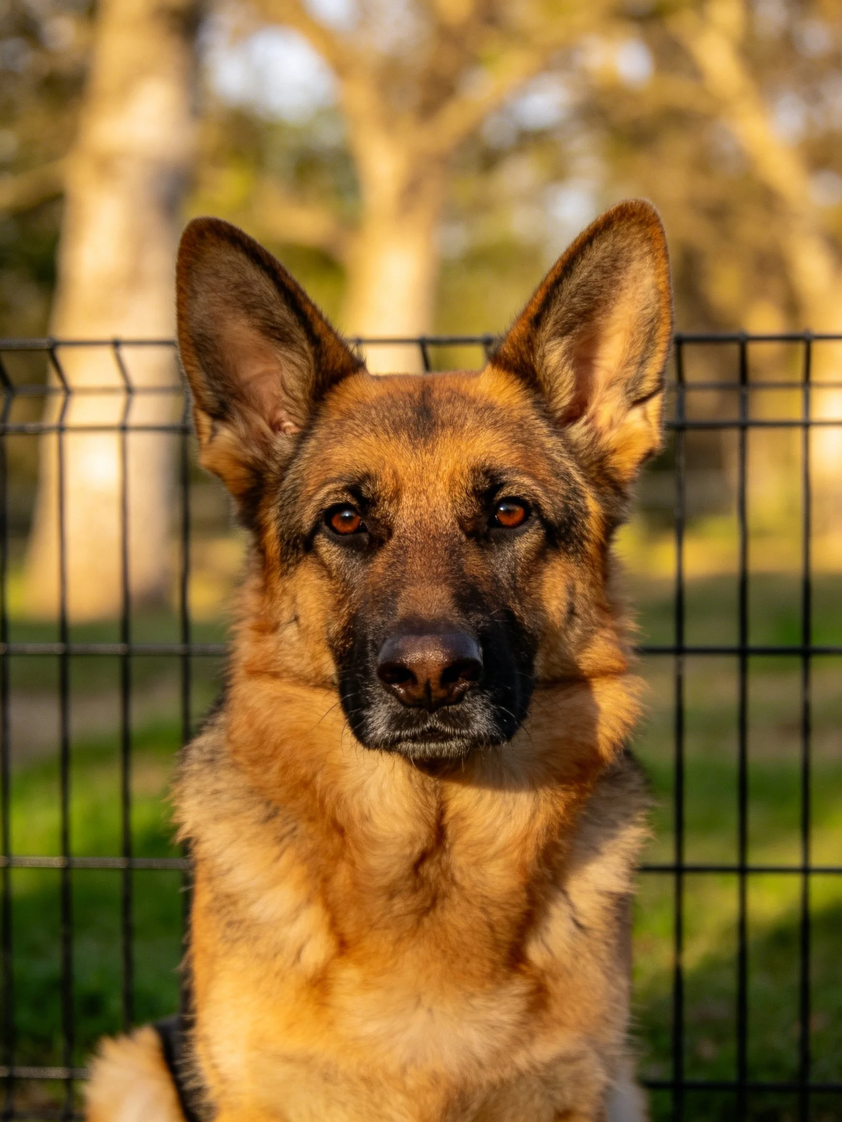 A German Shepherd sits calmly behind a metal fence in an outdoor environment.