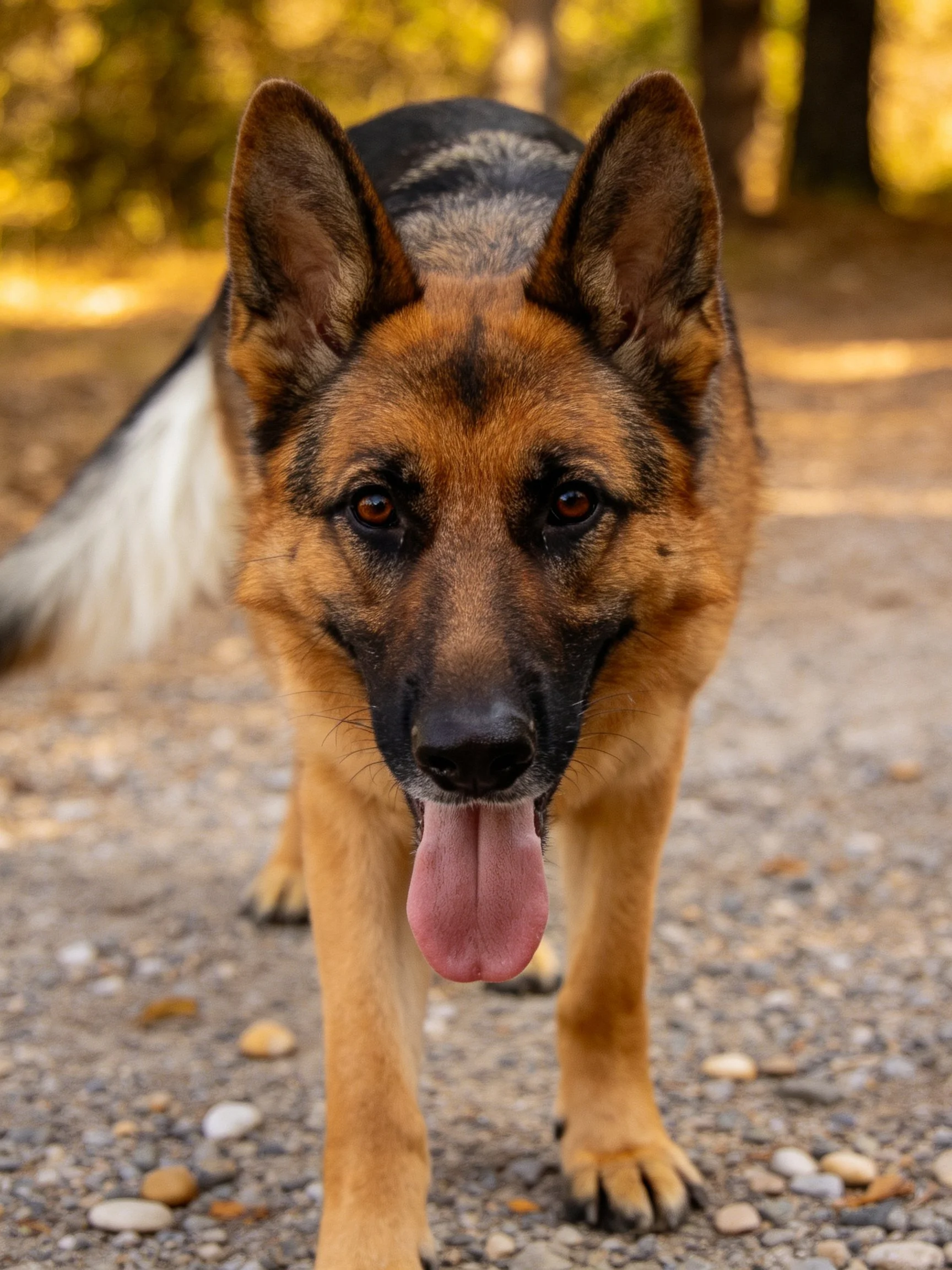 A German Shepherd walks toward the camera on a gravel path outdoors.