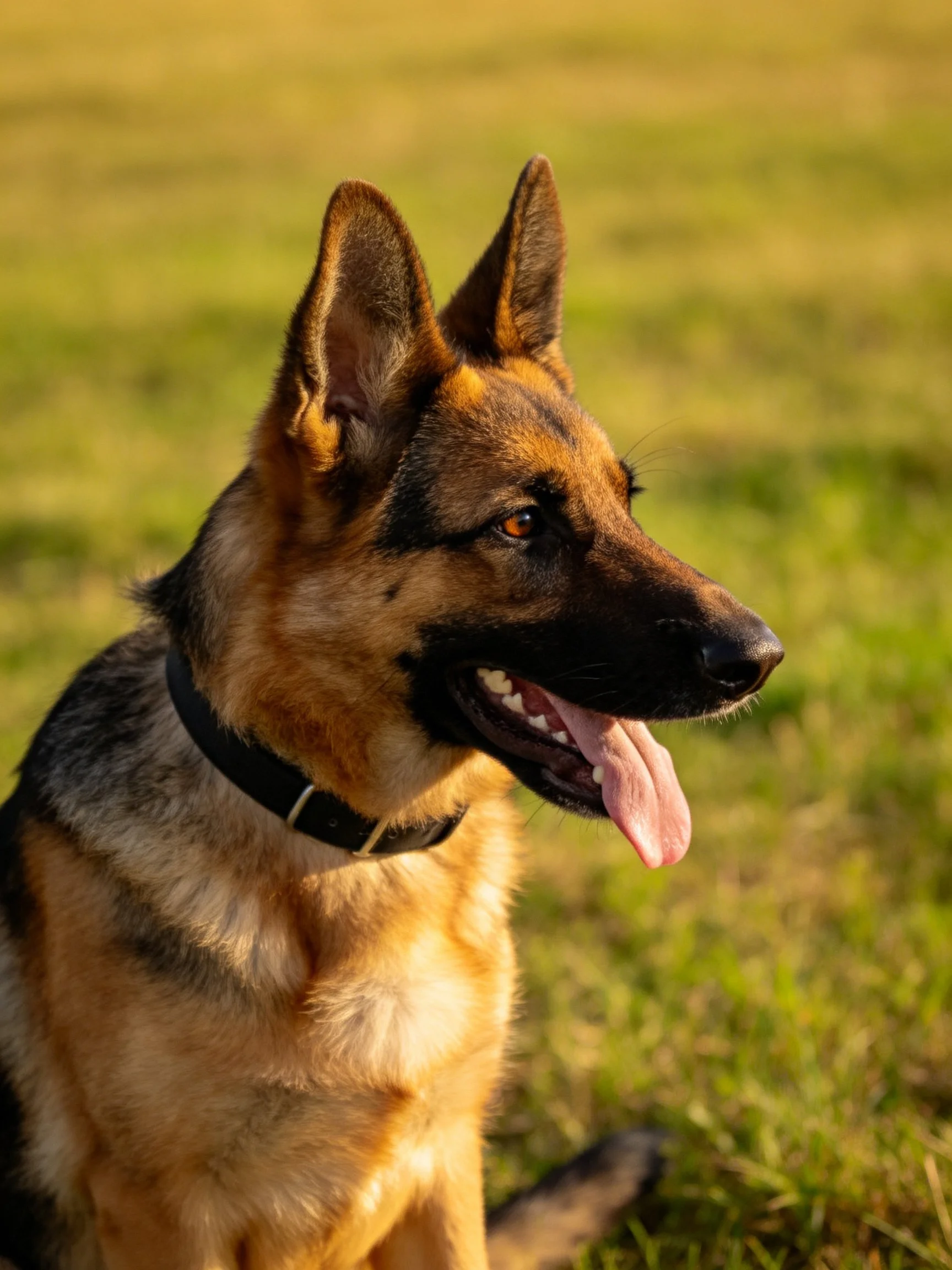 A German Shepherd sits on grass with ears perked.