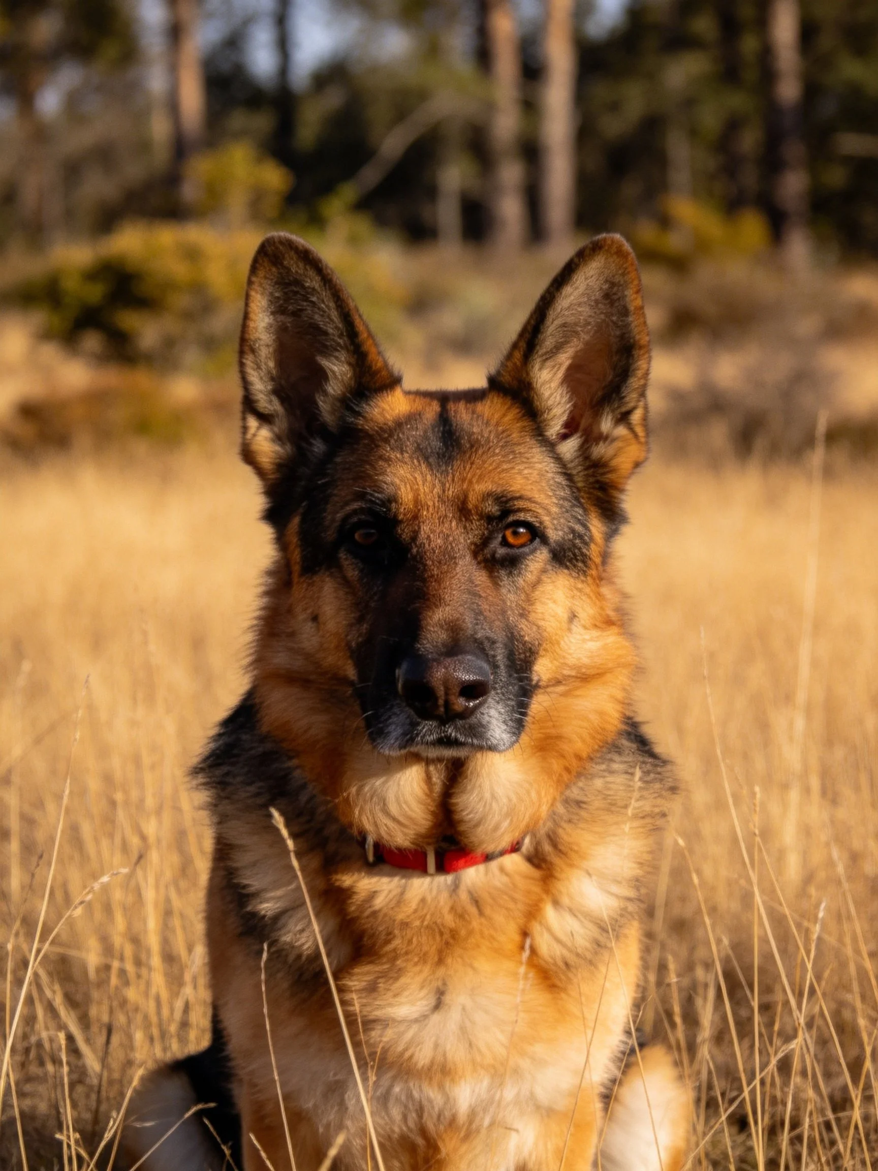 A German Shepherd sits calmly amid tall golden grass in an outdoor setting.