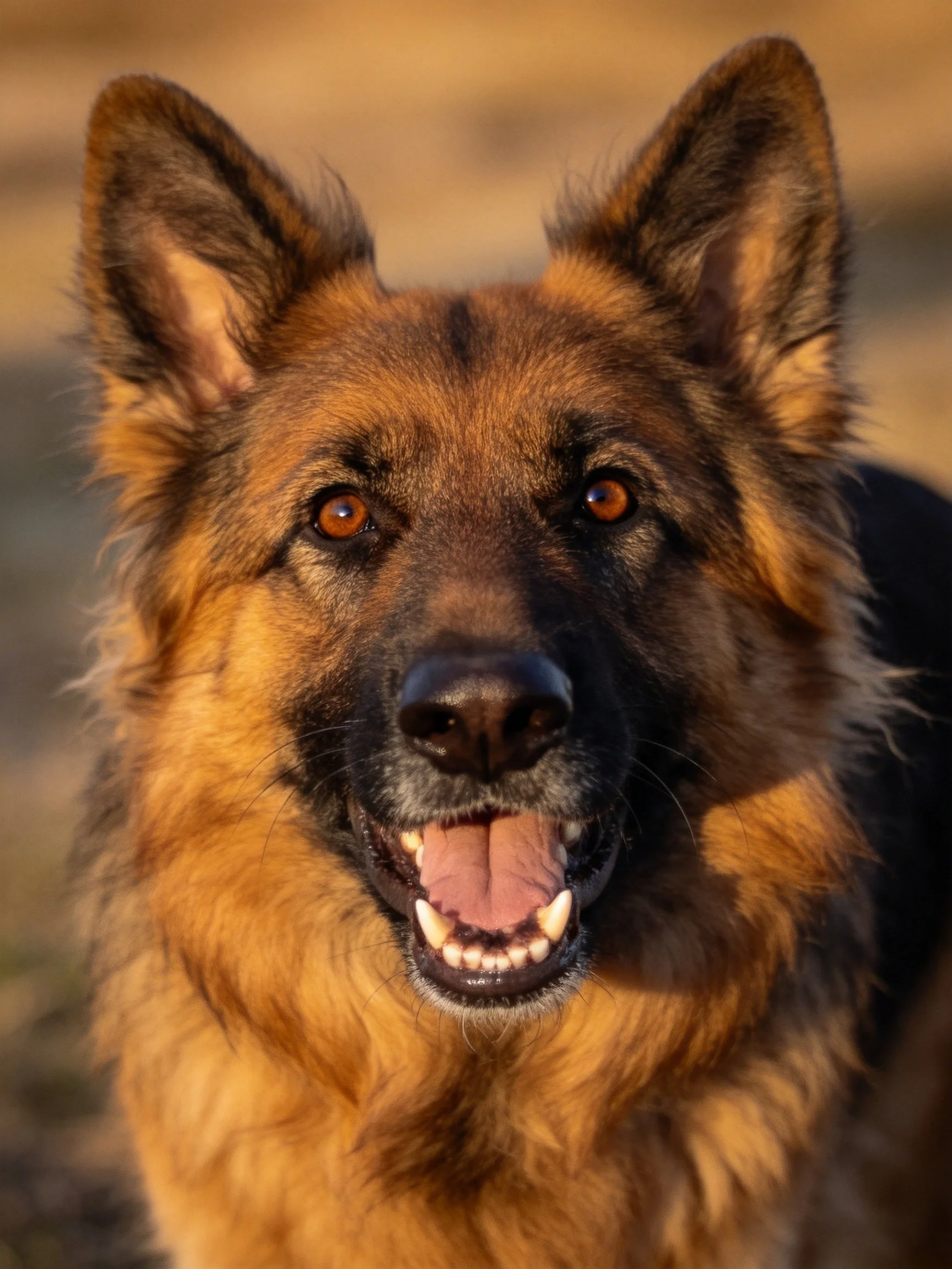 A close - up of a German Shepherd dog with a joyful expression.