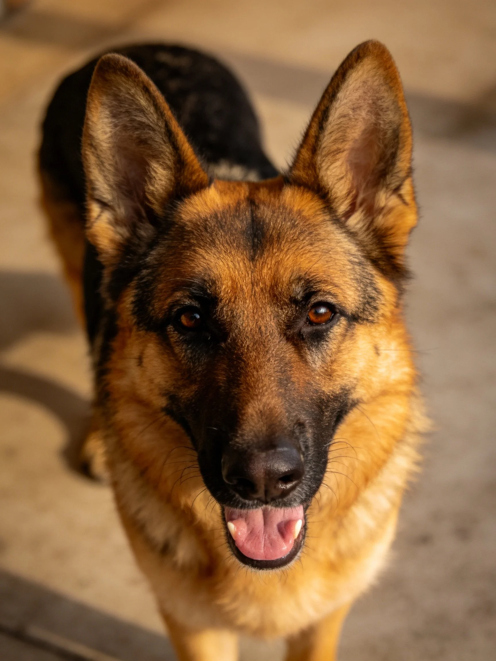 A close - up of a German Shepherd with tan and black fur looking directly at the camera