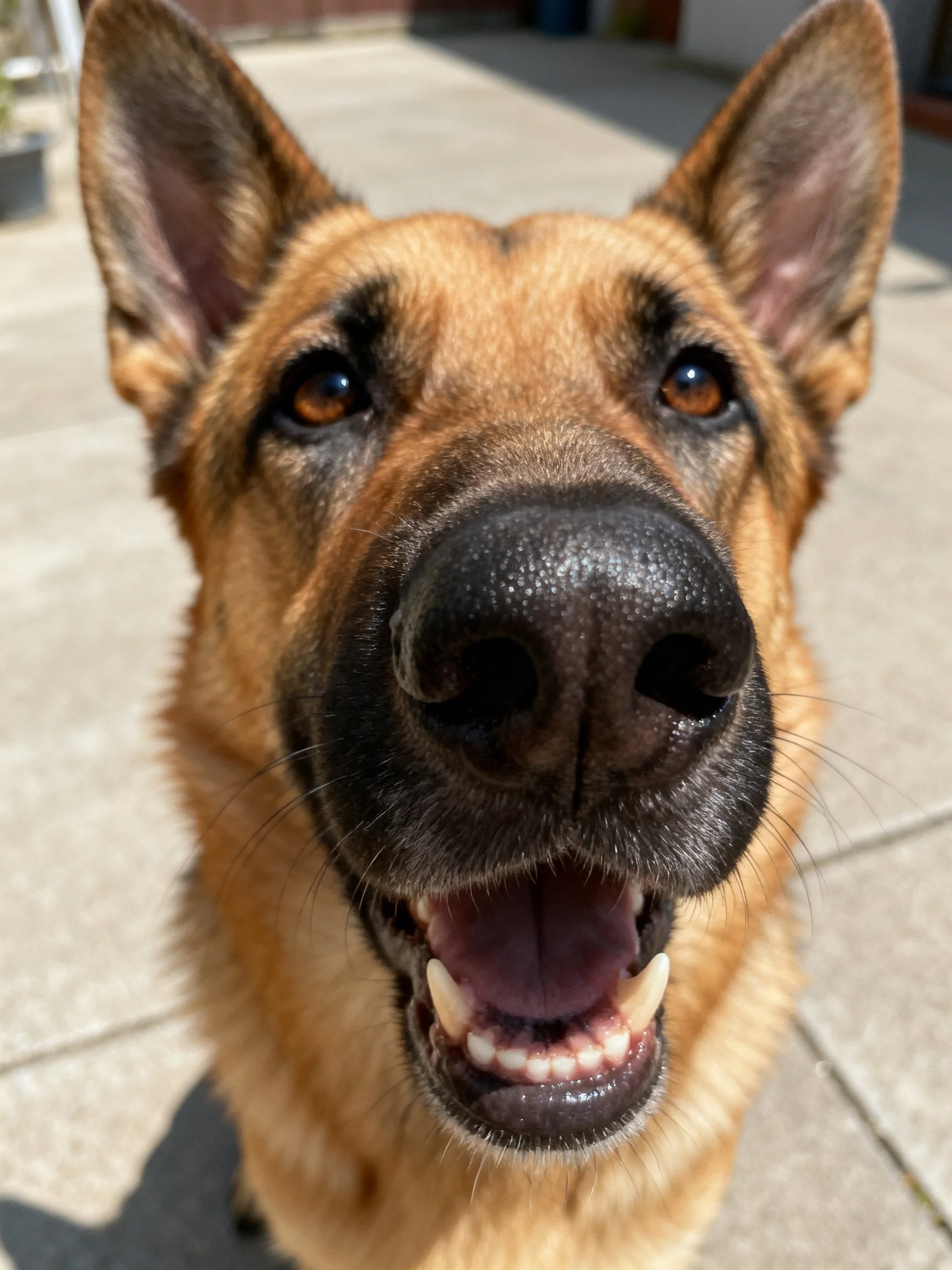 A German Shepherd is photographed in a close - up with an open mouth.