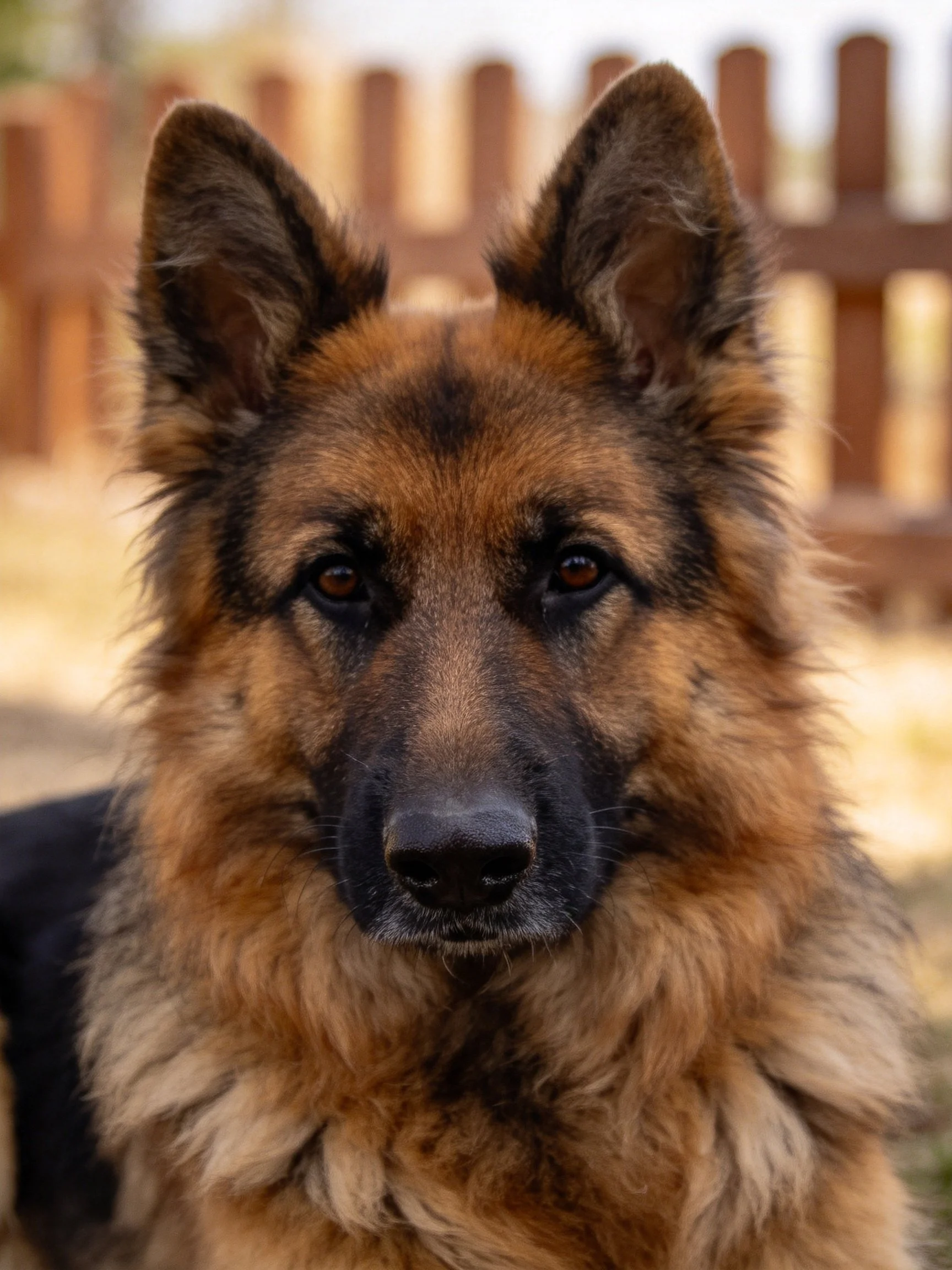 A German Shepherd stands near a wooden fence, displaying its thick brown and black fur.