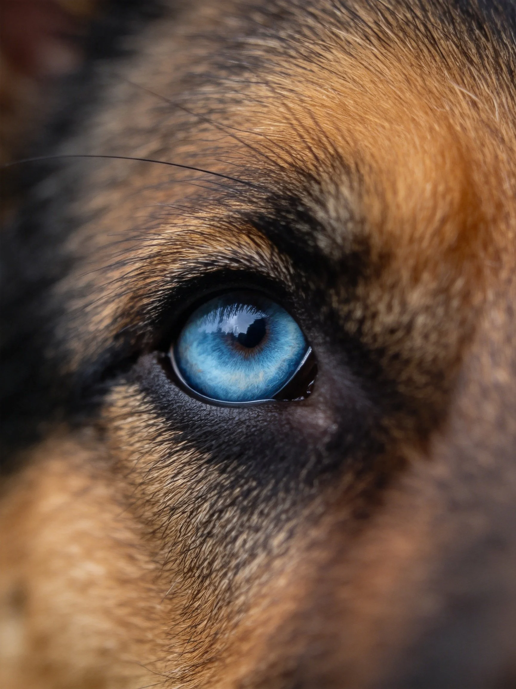 Close - up of a German Shepherd’s eye with a vivid blue iris and textured fur.