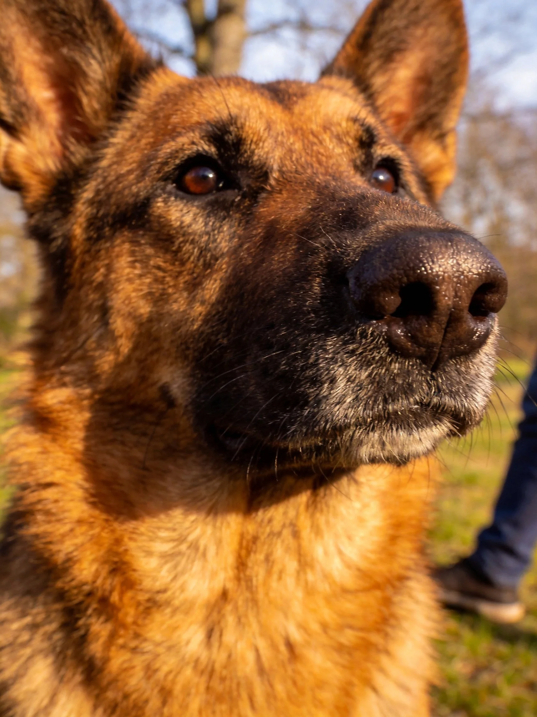 A German Shepherds Close - Up with Rich Tan and Dark Fur
