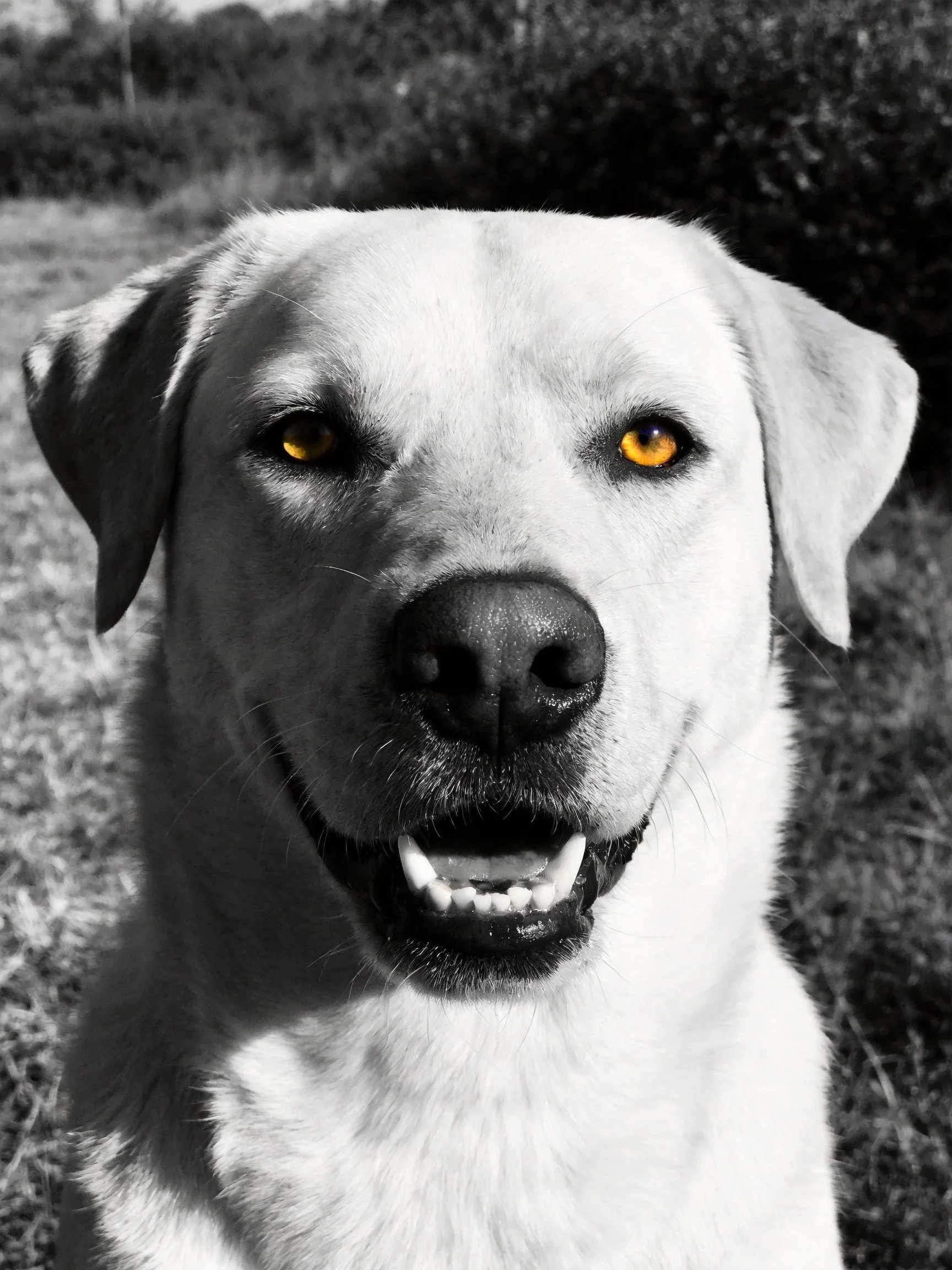 A Labrador Retriever with striking amber eyes in a natural outdoor setting
