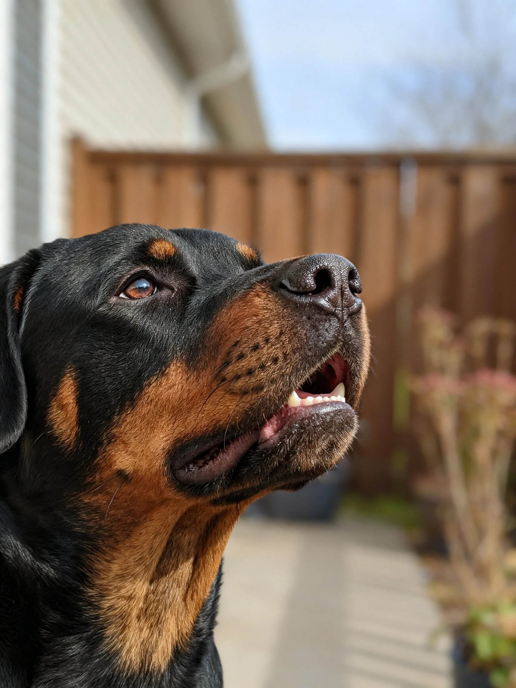 A Rottweiler with black and tan fur gazing upward near a wooden fence