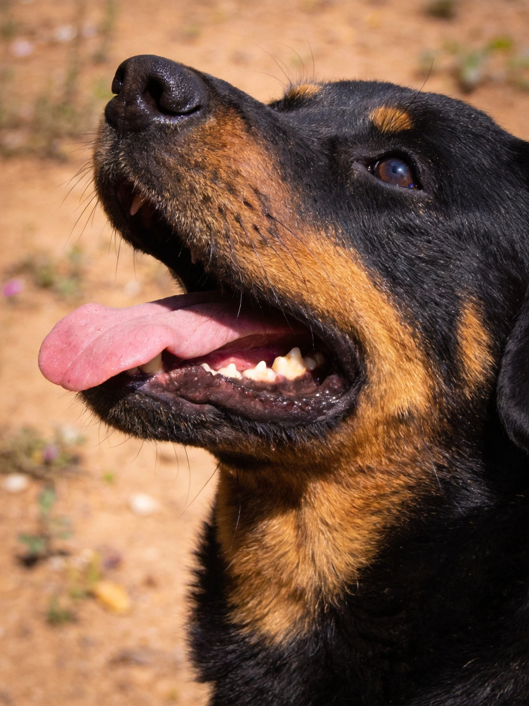 A Rottweiler with black and tan fur panting outdoors