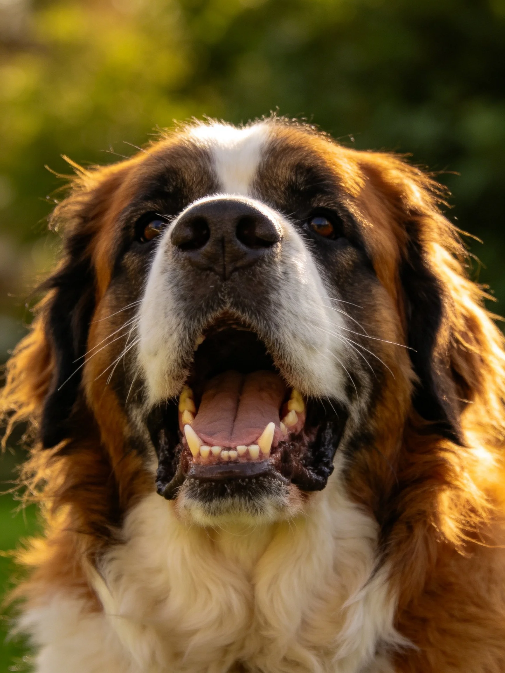 A Saint Bernard dog pants with its mouth open in an outdoor setting.