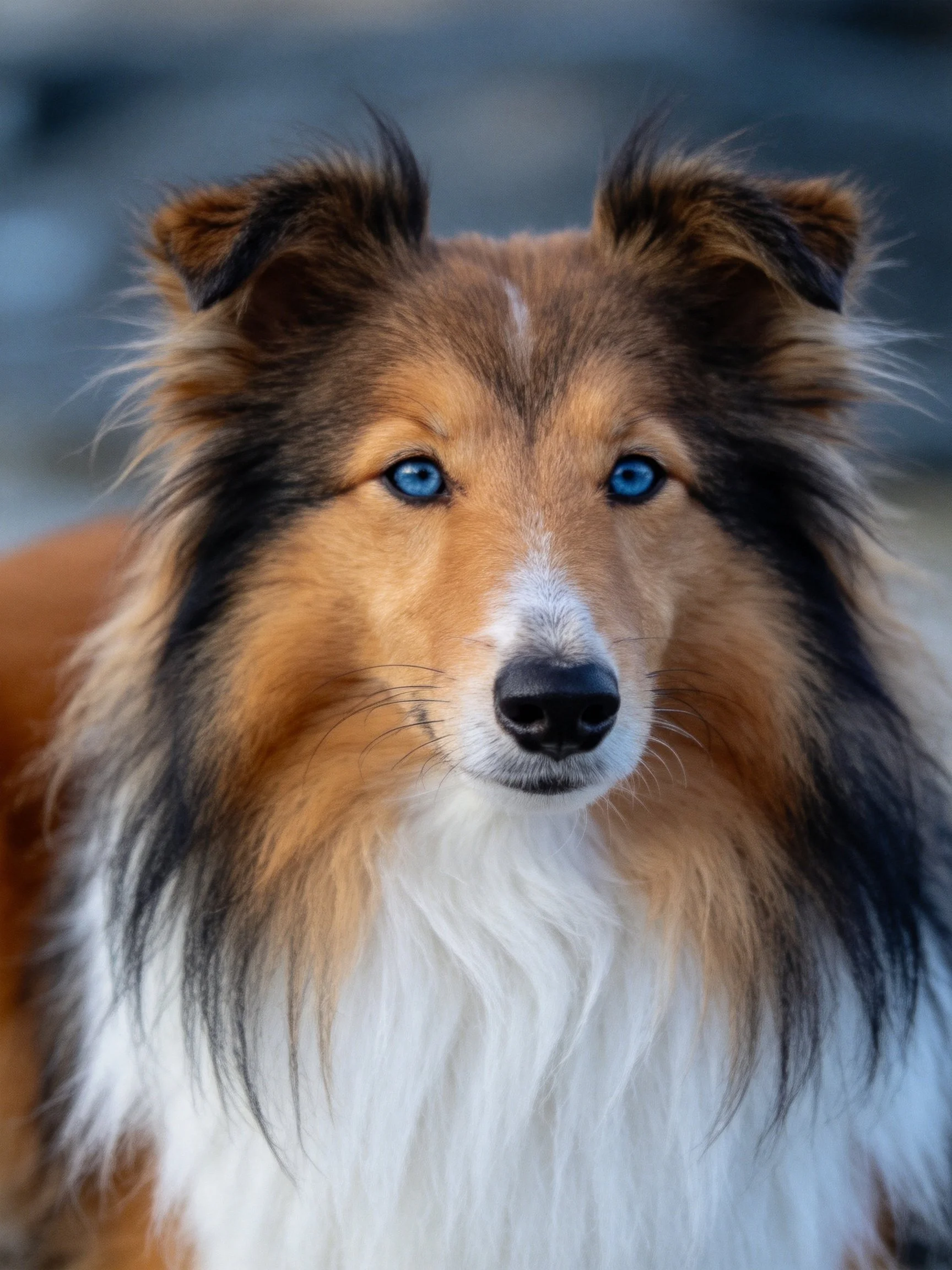 A Shetland Sheepdog with striking blue eyes and multi-colored fur