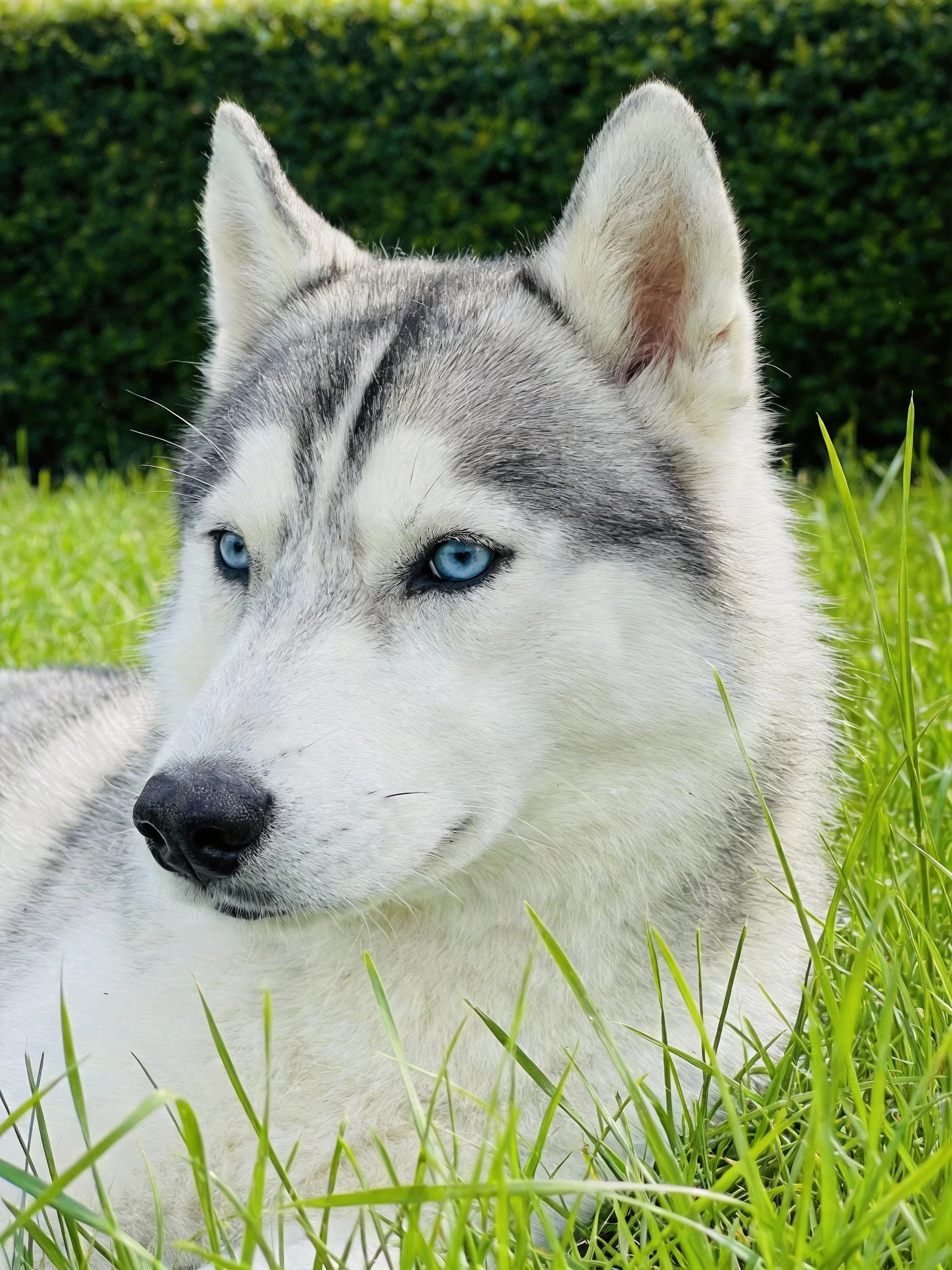 A Siberian Husky puppy relaxes amid tall green grass with a dense hedge behind it.