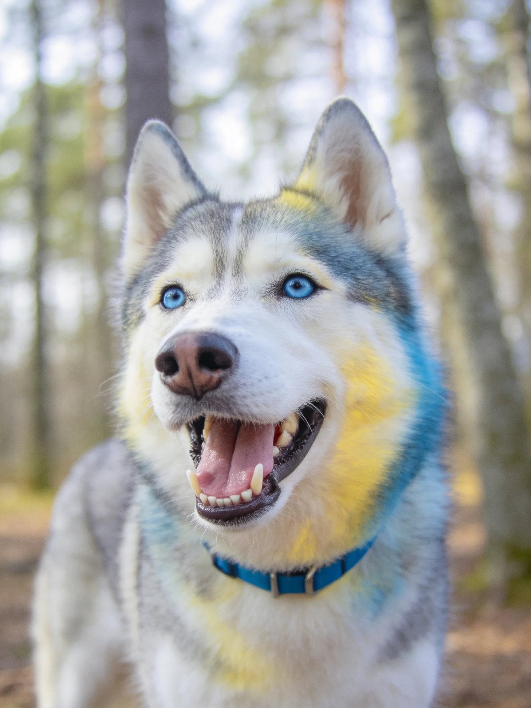 A cheerful Siberian Husky with blue eyes stands happily in a sunlit forest.