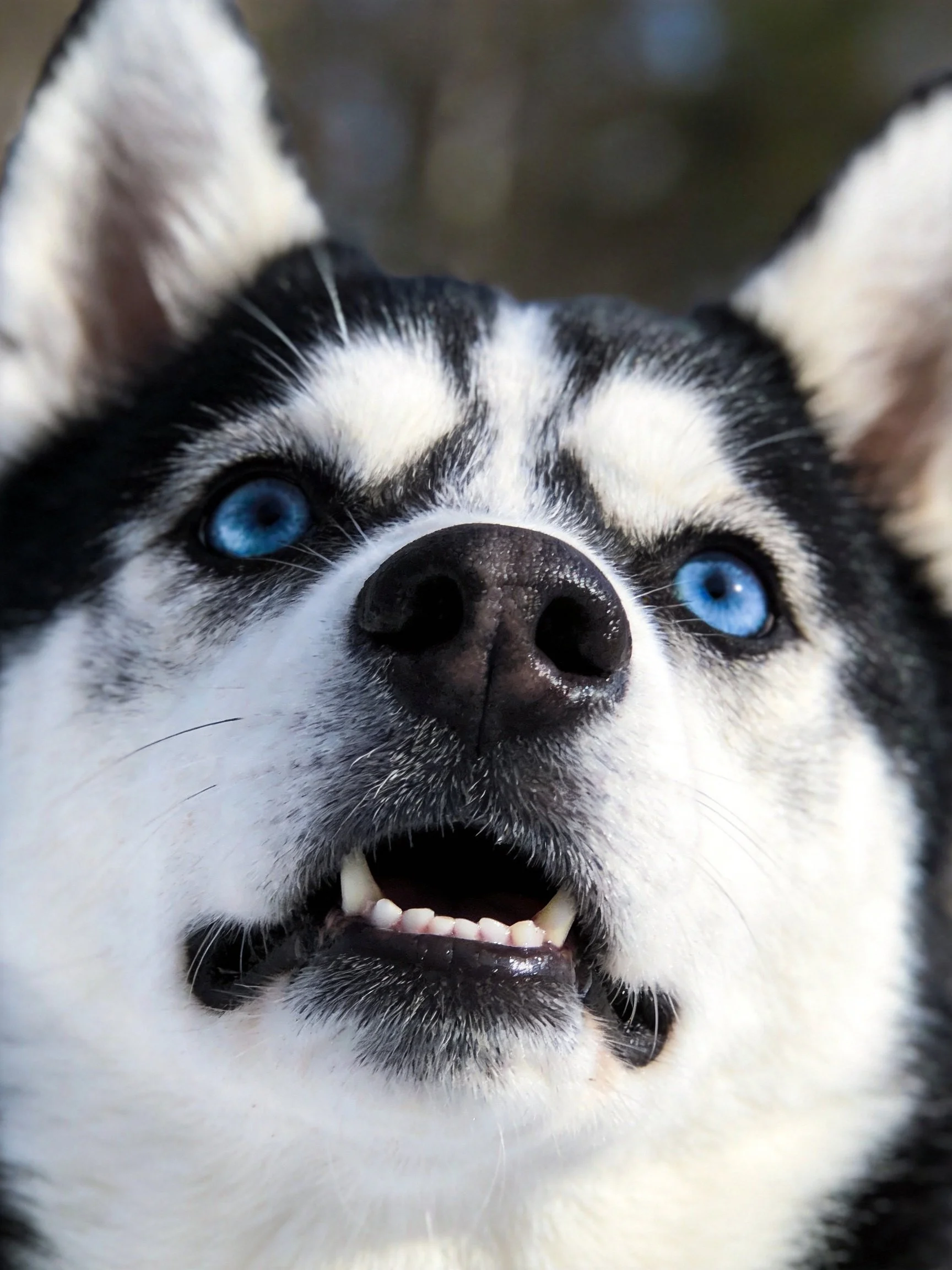A Siberian Husky with bright blue eyes and black - and - white fur