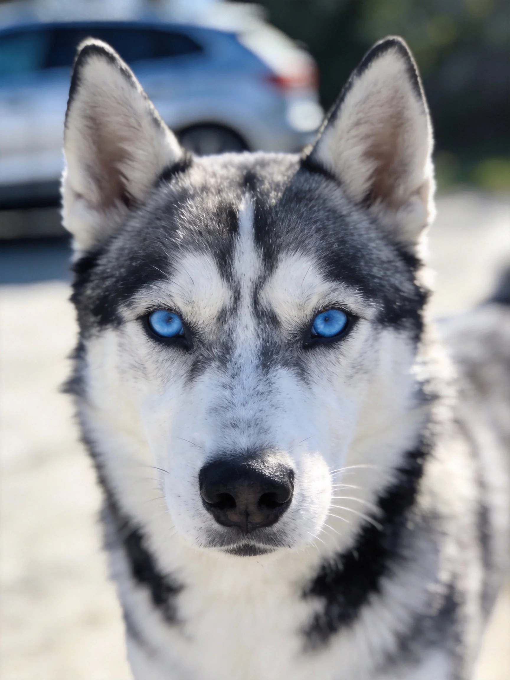 A Siberian Husky with striking blue eyes and black-and-white fur