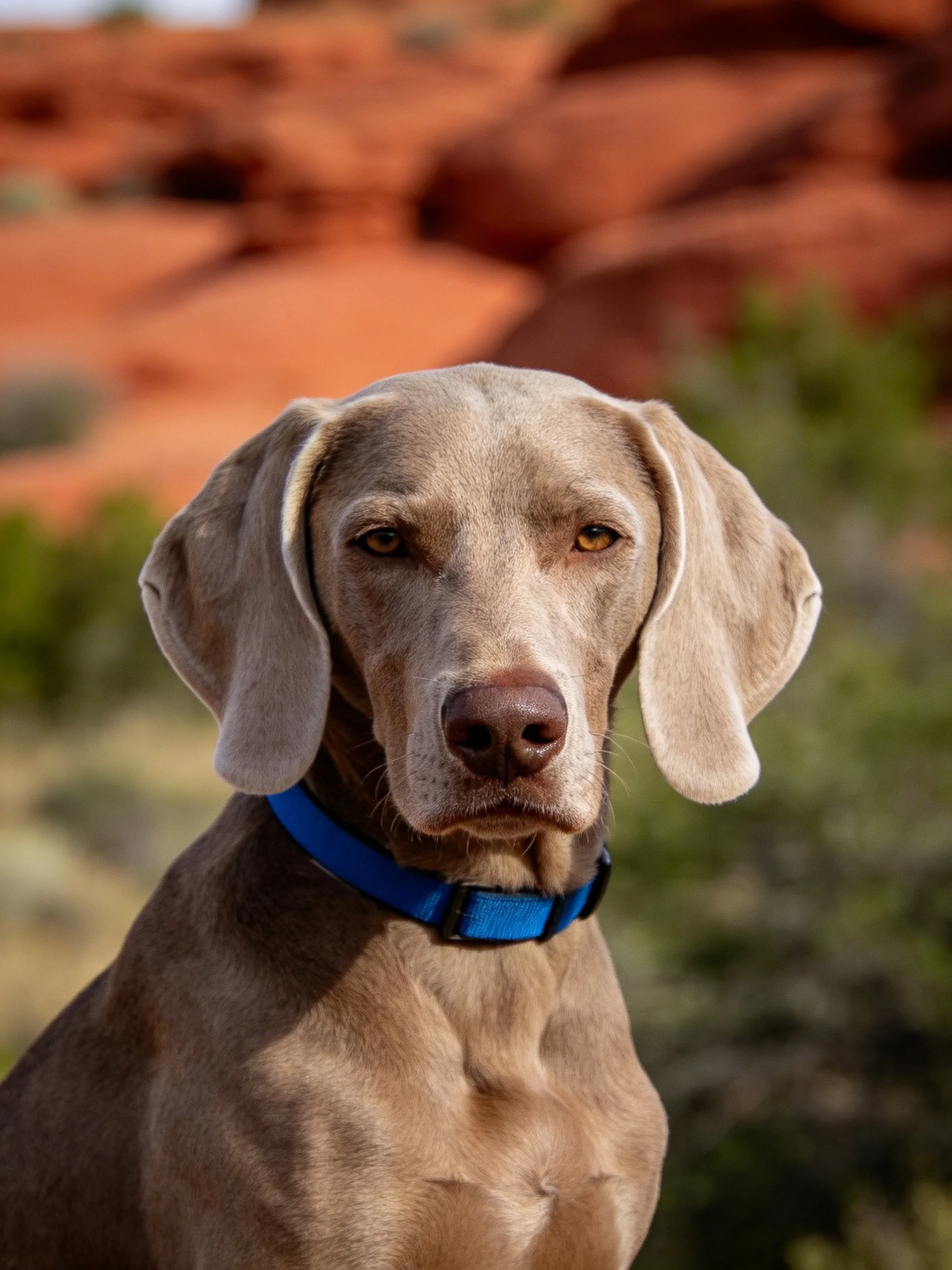 A Weimaraner dog with a blue collar near red rock formations