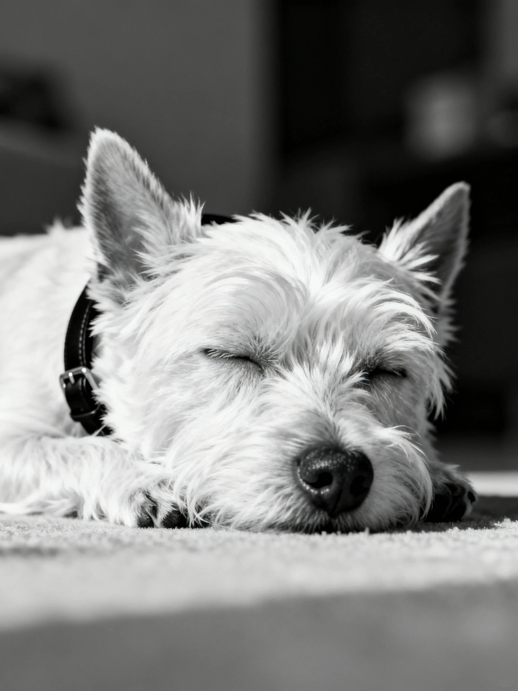 A West Highland White Terrier rests peacefully in a monochrome image.