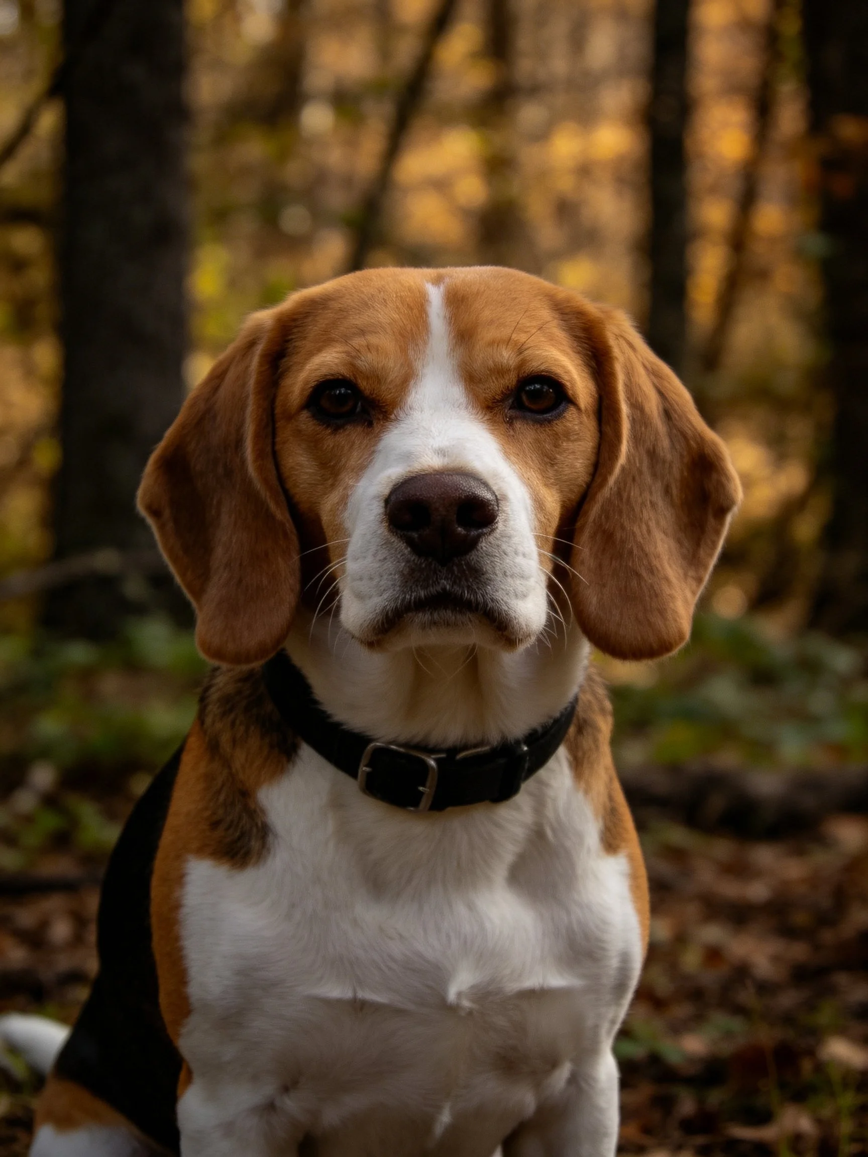 A beagle dog with tri - colored fur in a forest setting