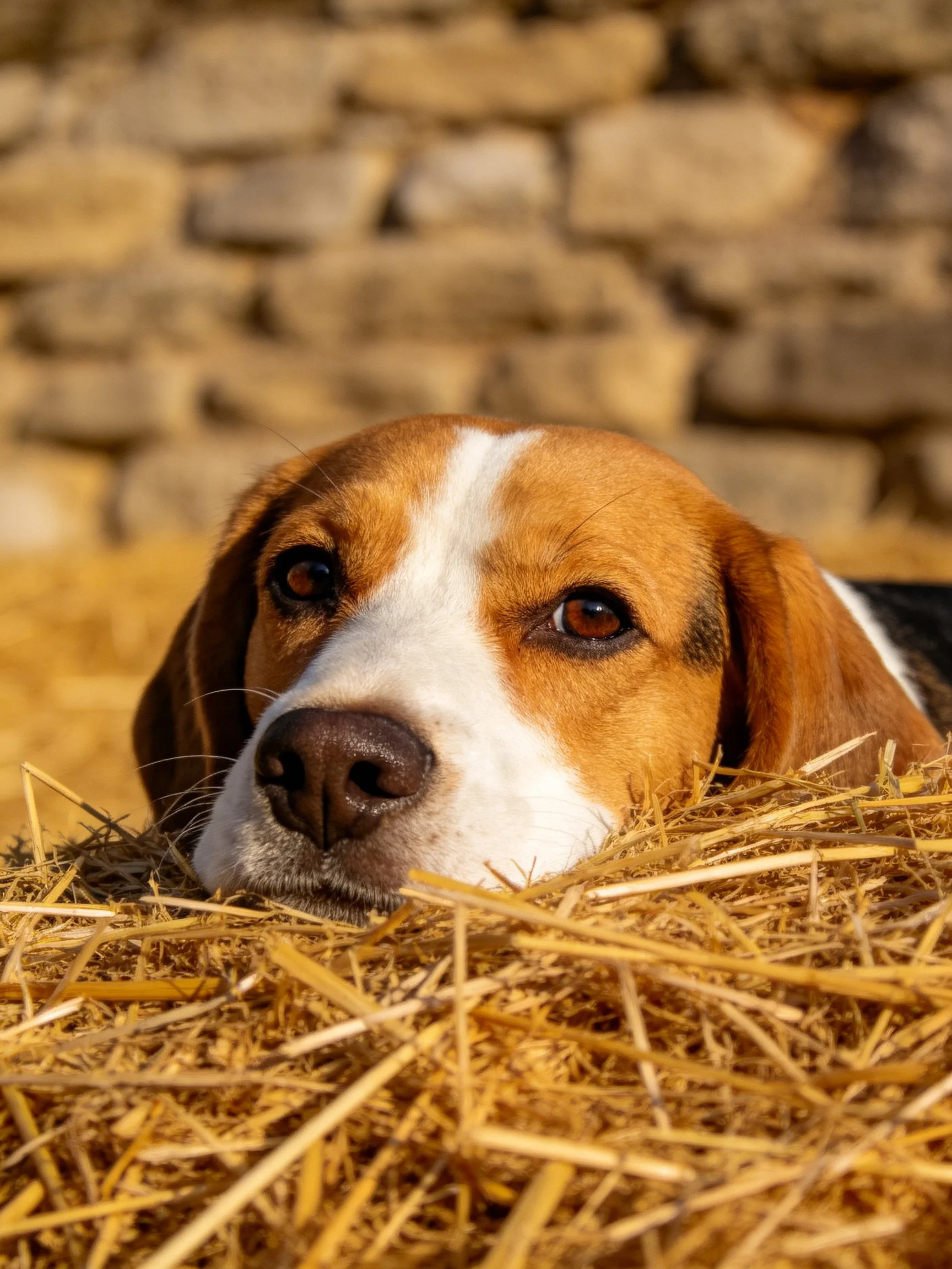 A beagle relaxes on straw with a stone wall in the background.