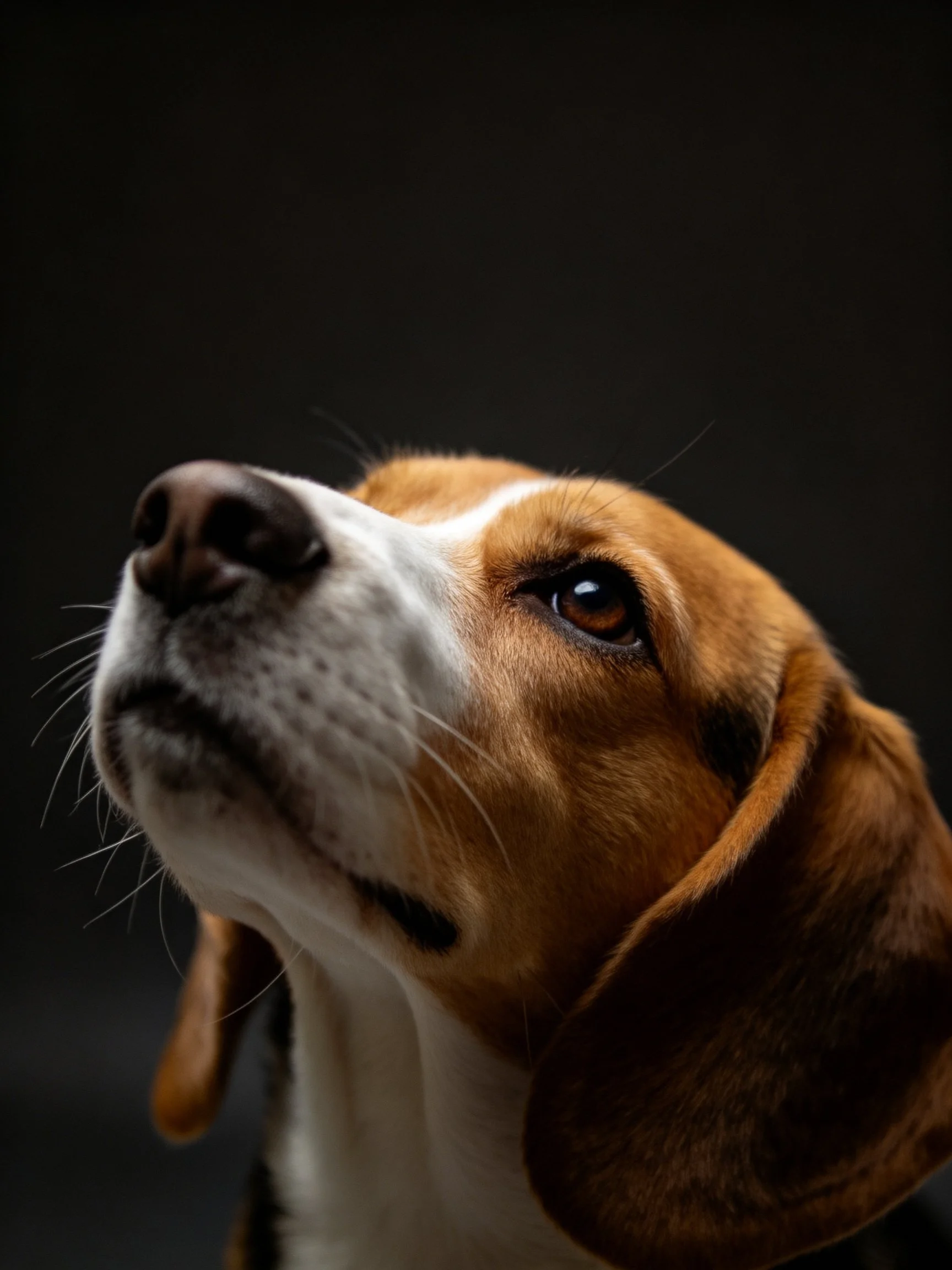 A beagle’s head is shown in close - up with a dark background emphasizing its facial
