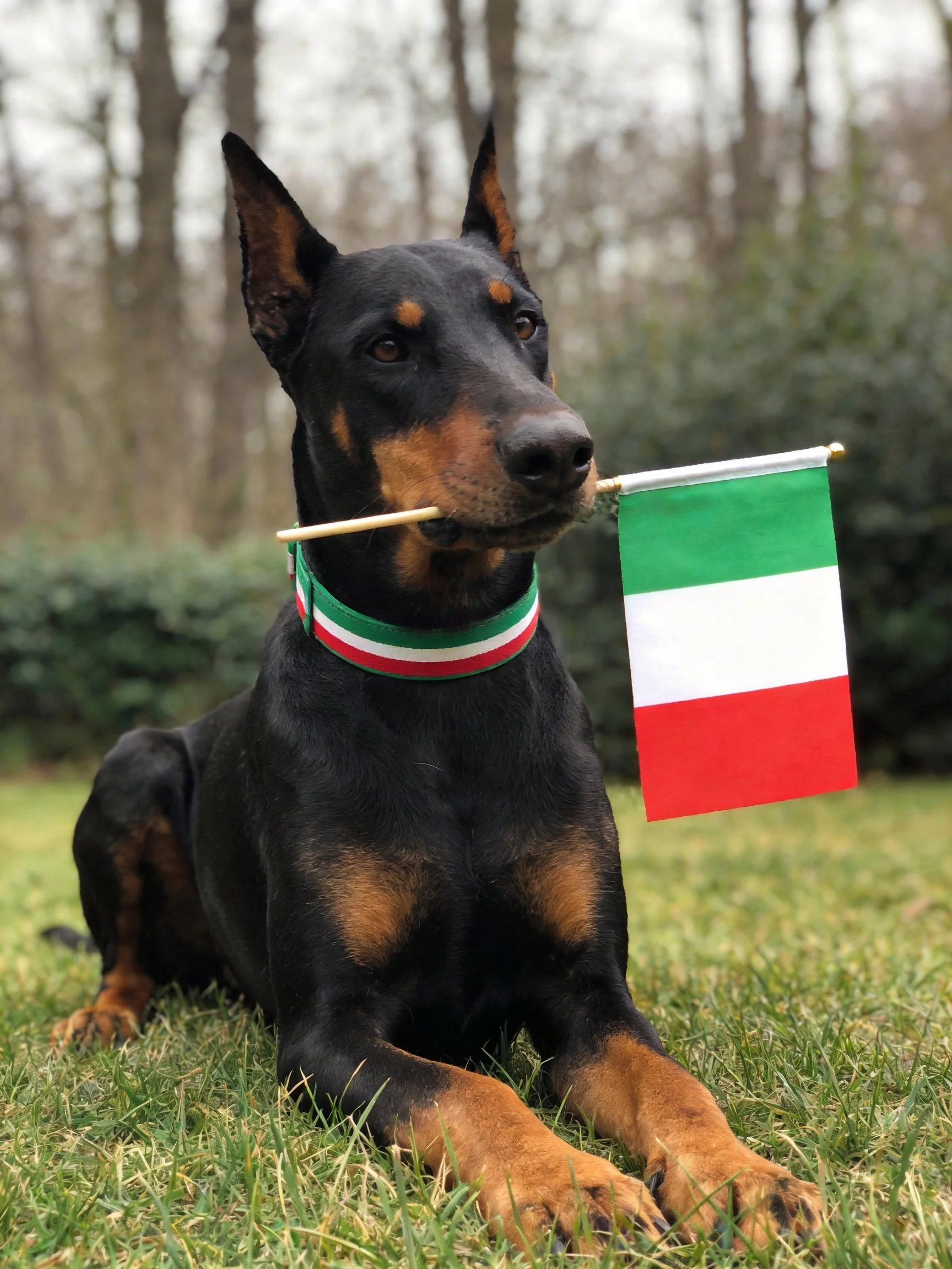 A black Doberman with tricolor collar holding an Italian flag