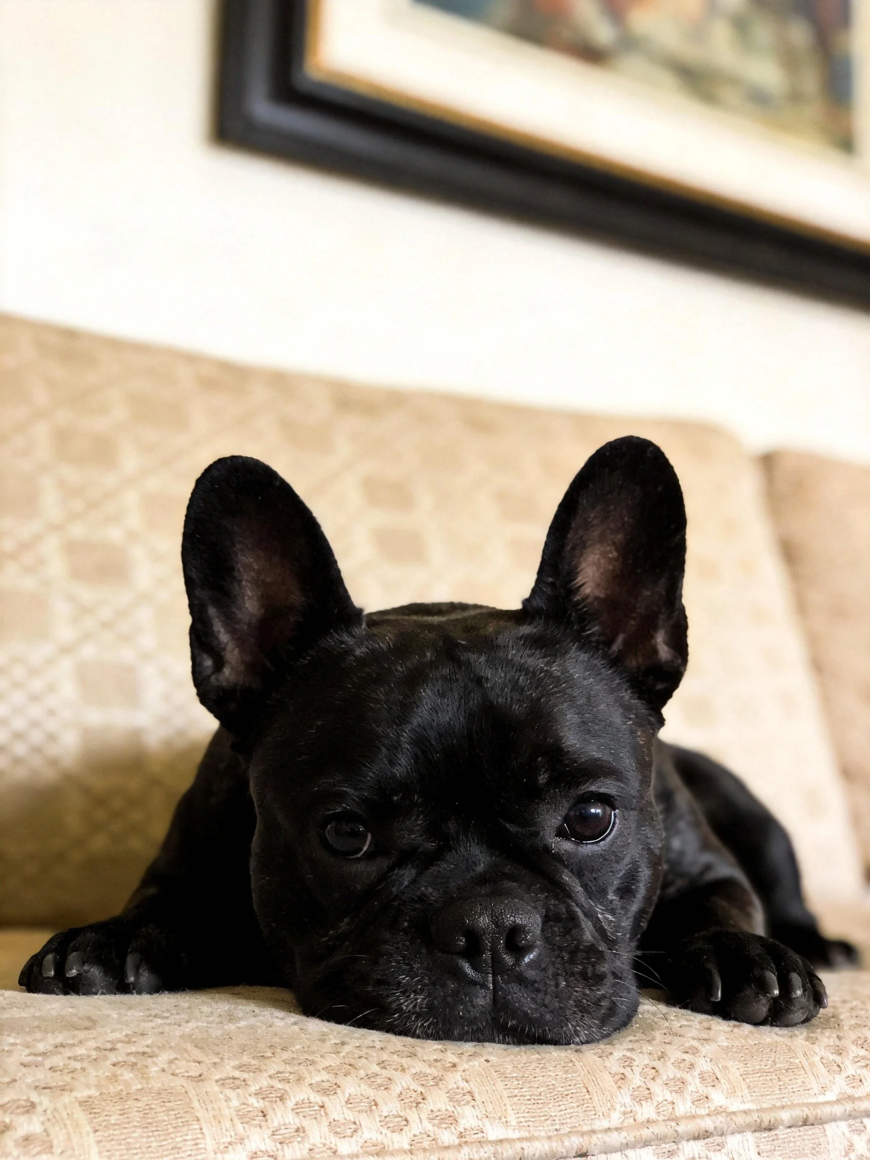 A black French bulldog rests on a patterned beige couch