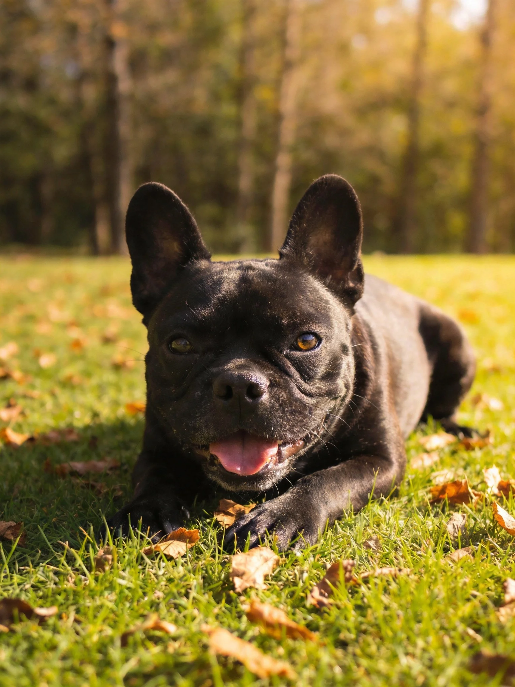 A black French bulldog rests on grass with fallen leaves near trees
