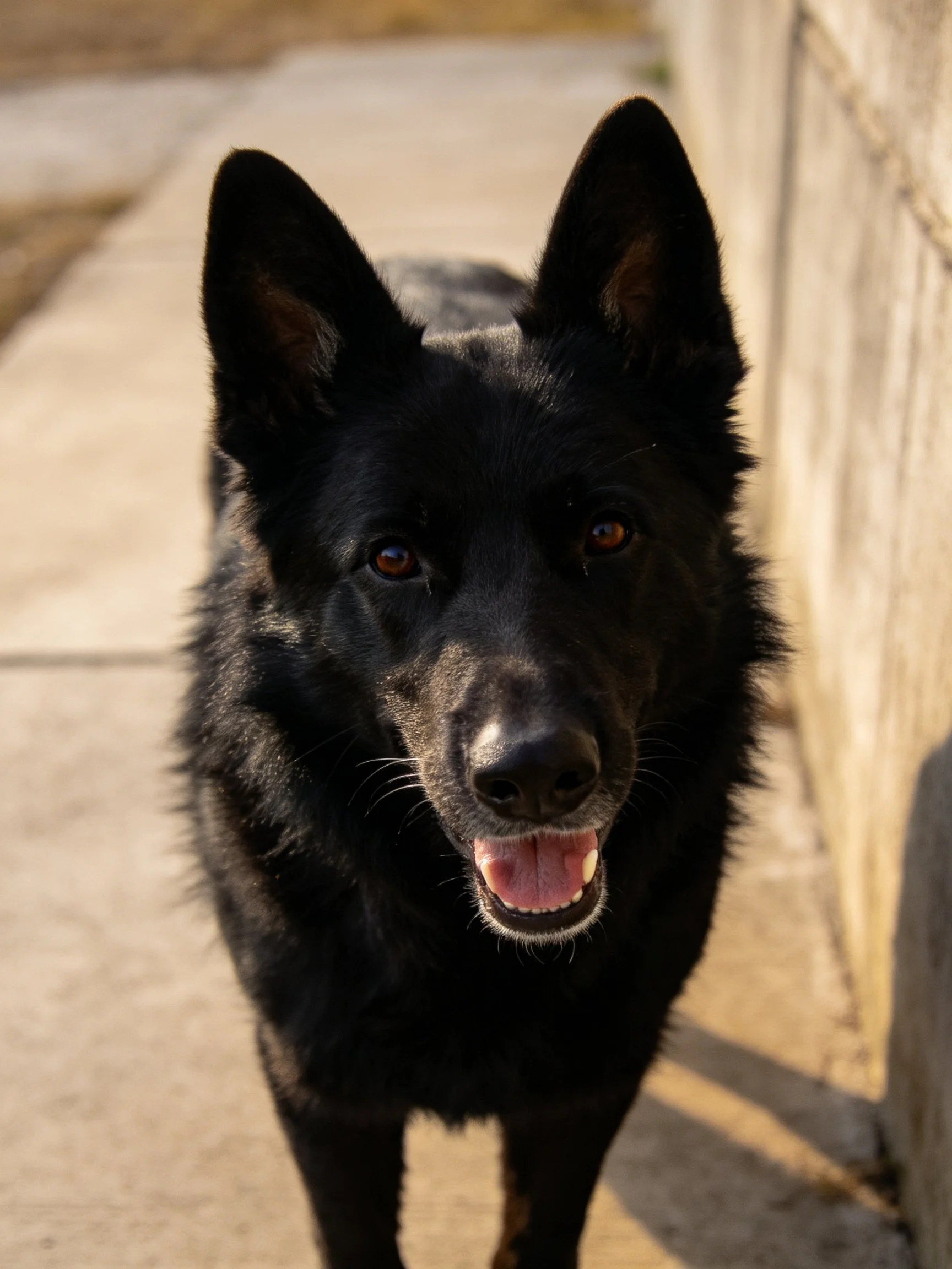 A black German Shepherd stands near a stone wall on a sunny path.